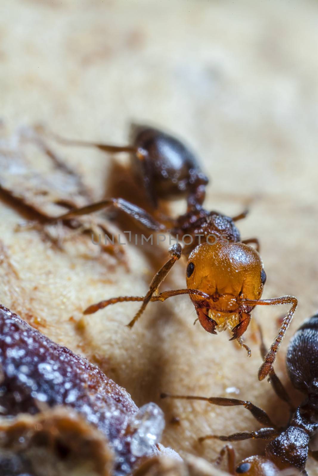 Crematogaster scutellaris have reddish head and black thorax and abdomen. They raise menacingly their pointed abdomen when they are feeling attacked, emitting a small drop of pheromones from the rear end. The smell of the pheromone causes a general mobilization in the nest and any intruder is soon surrounded by a mass of aggressive ants.