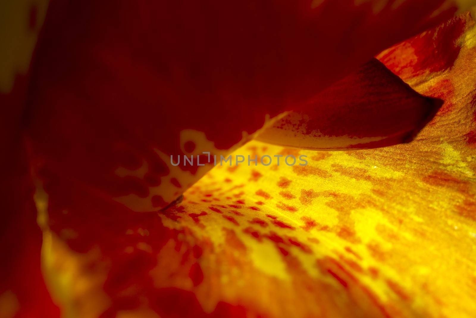 Extreme macro abstract of a flower, ideal for wallpapers and backdrops.
