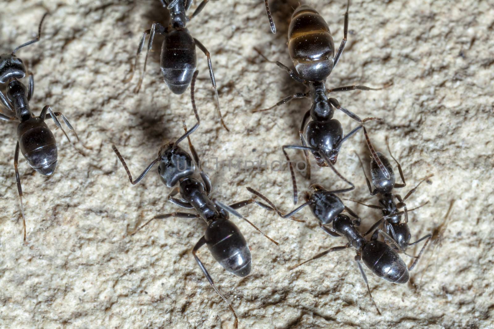 Lasius Niger by PhotoWorks