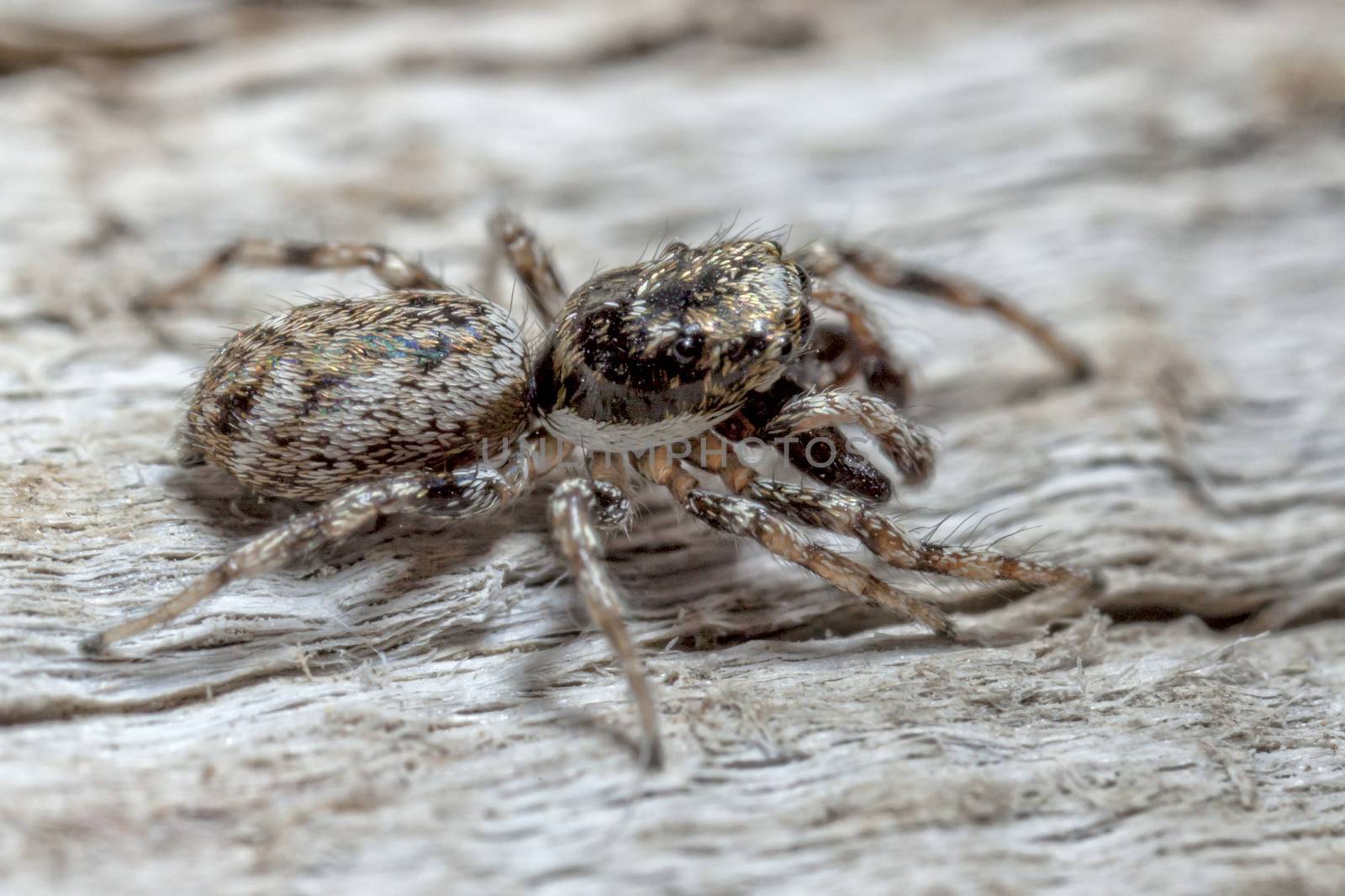 The jumping spider family (Salticidae) contains more than 500 described genera and about 5,000 described species, making it the largest family of spiders with about 13% of all species.  Jumping spiders have some of the best vision among invertebrates and use it in courtship, hunting, and navigation.