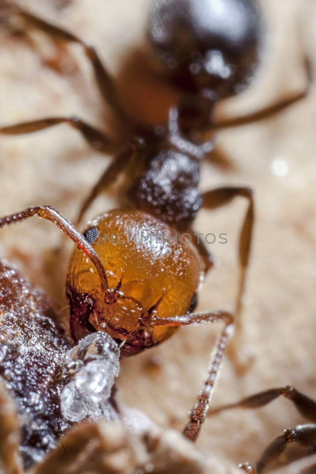 Cocktail Ant by PhotoWorks