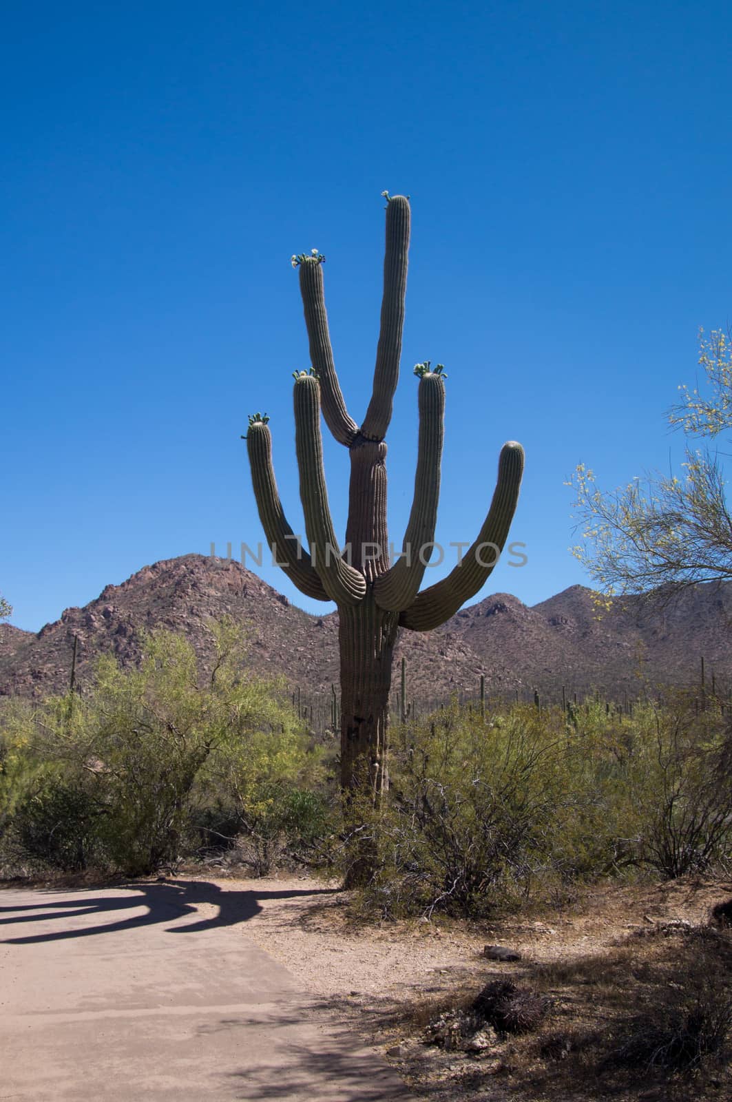 Large many armed saguaro cactus