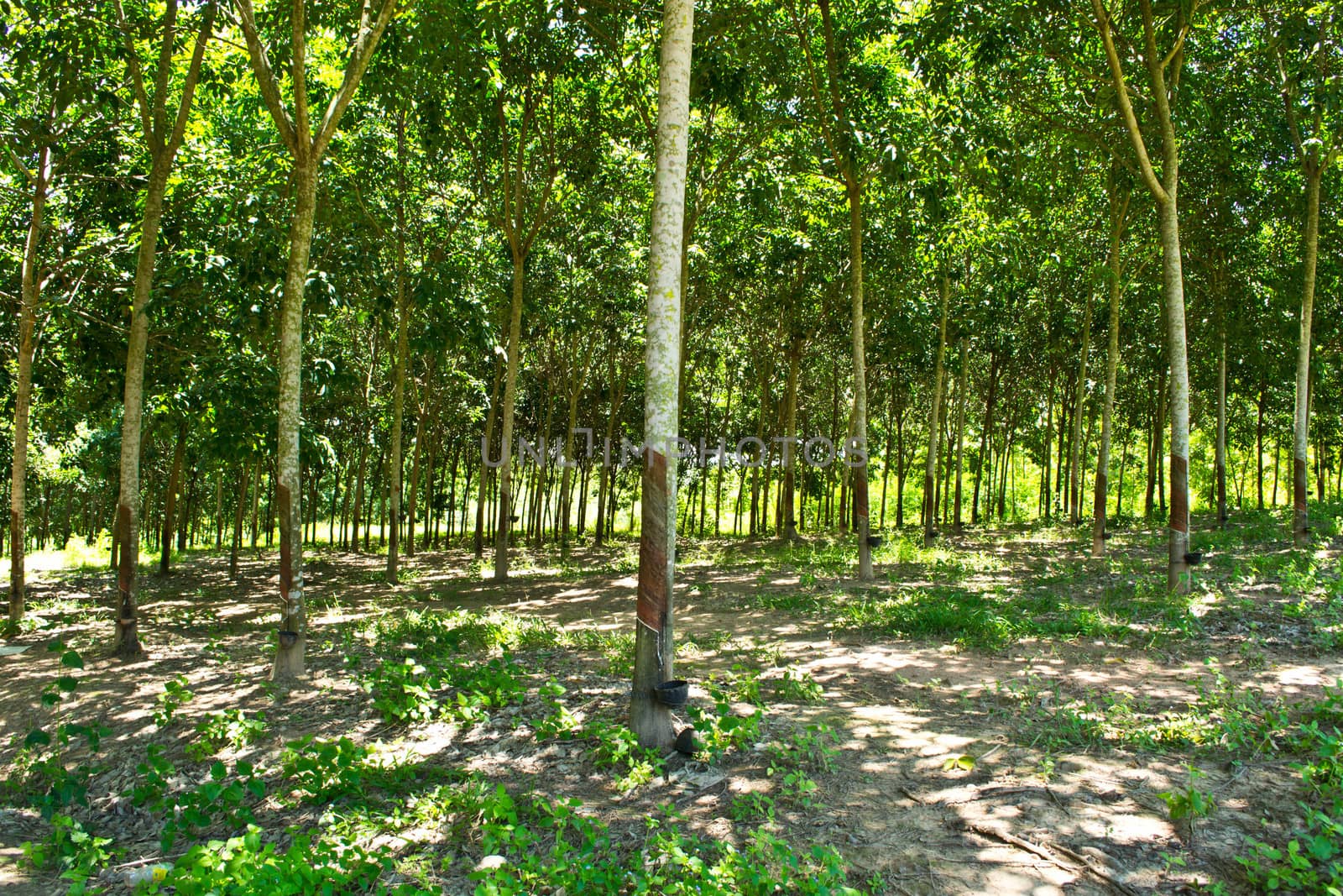 Rows of rubber trees being tapped in a plantation