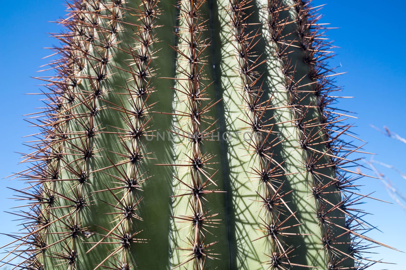 Spiky Saguaro by emattil