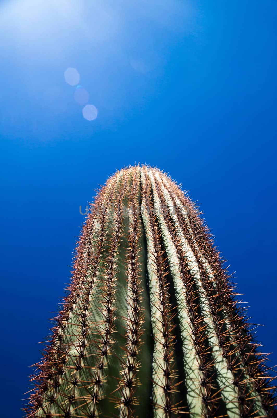 Saguaro with Bokahs by emattil
