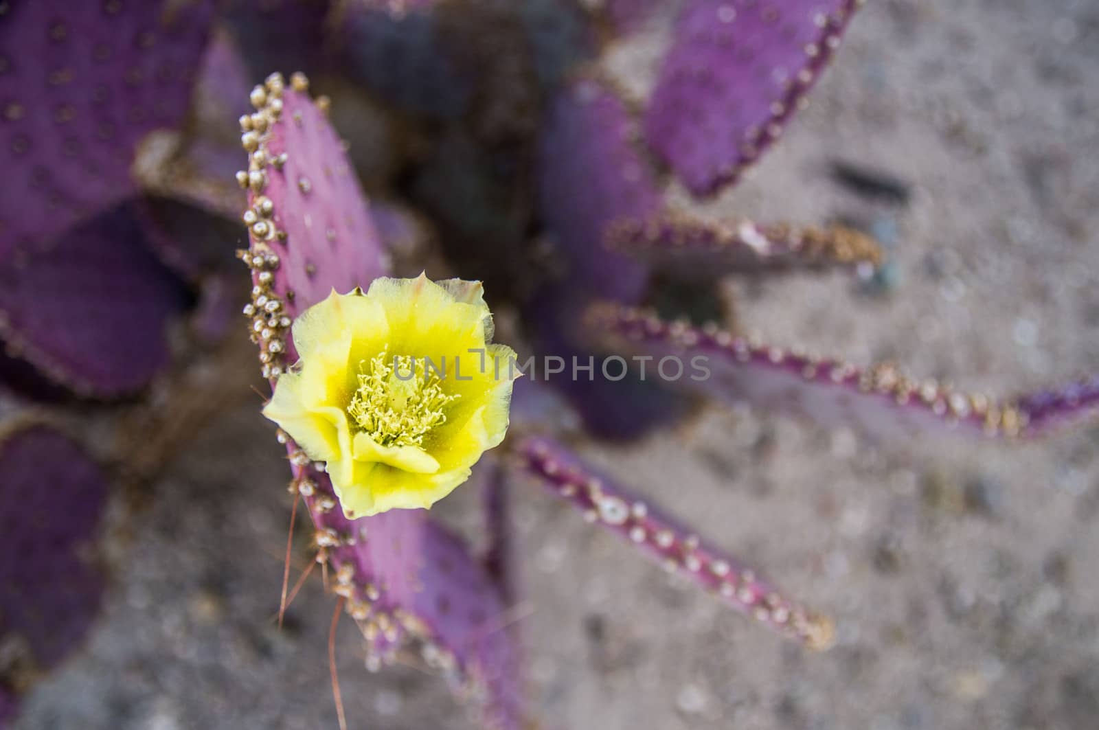 Yellow flower on purple cactus by emattil