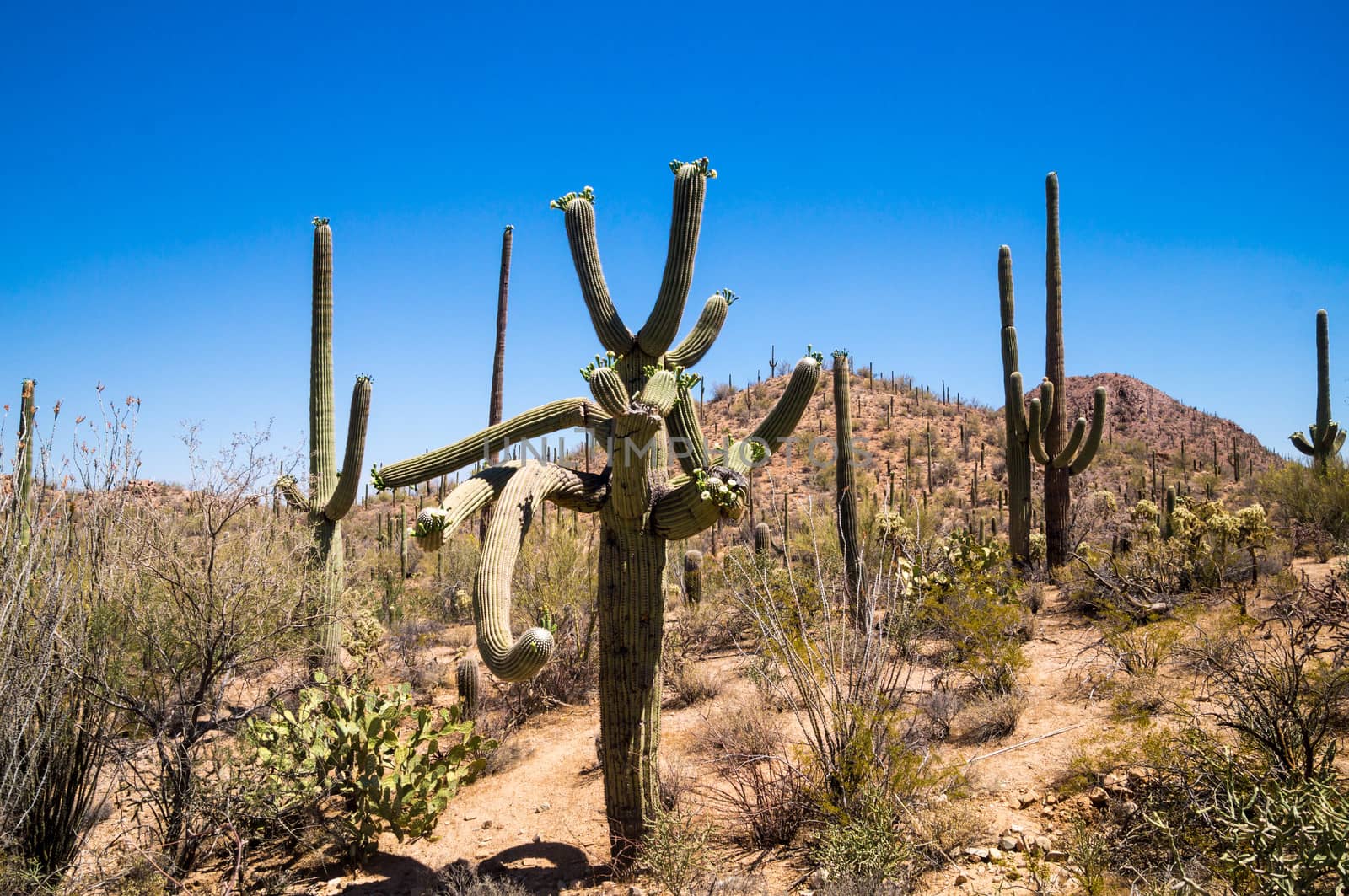 Twisted saguaro with many arms