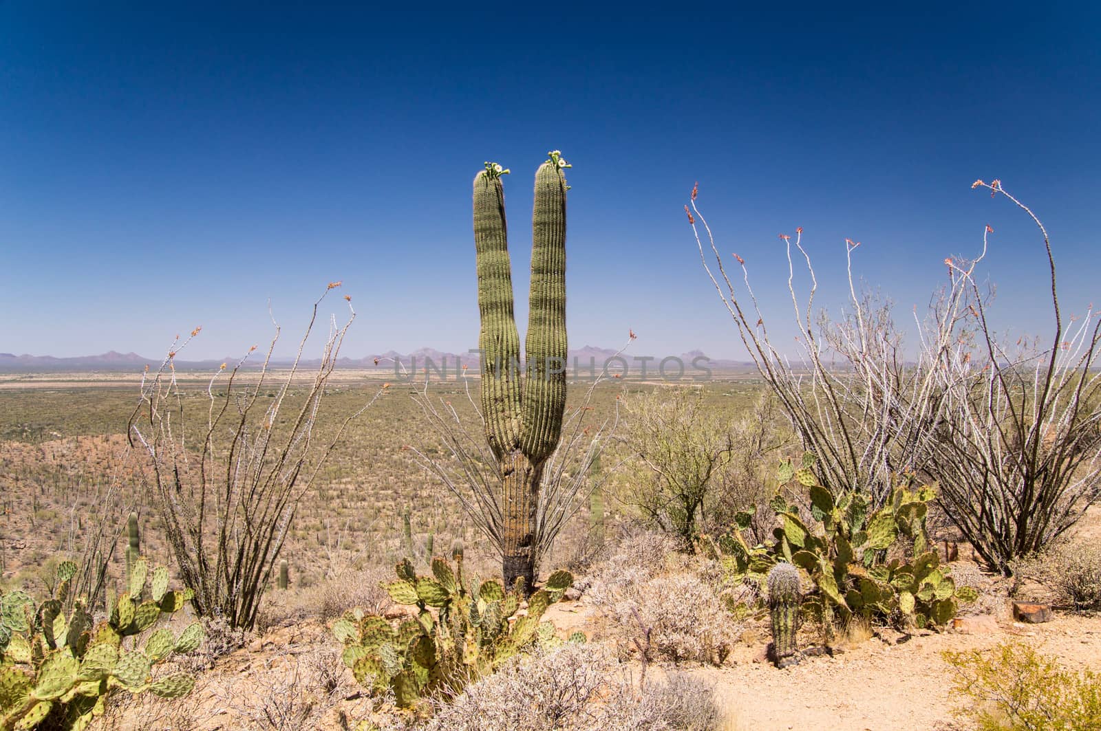 Sonoran Desert Vista