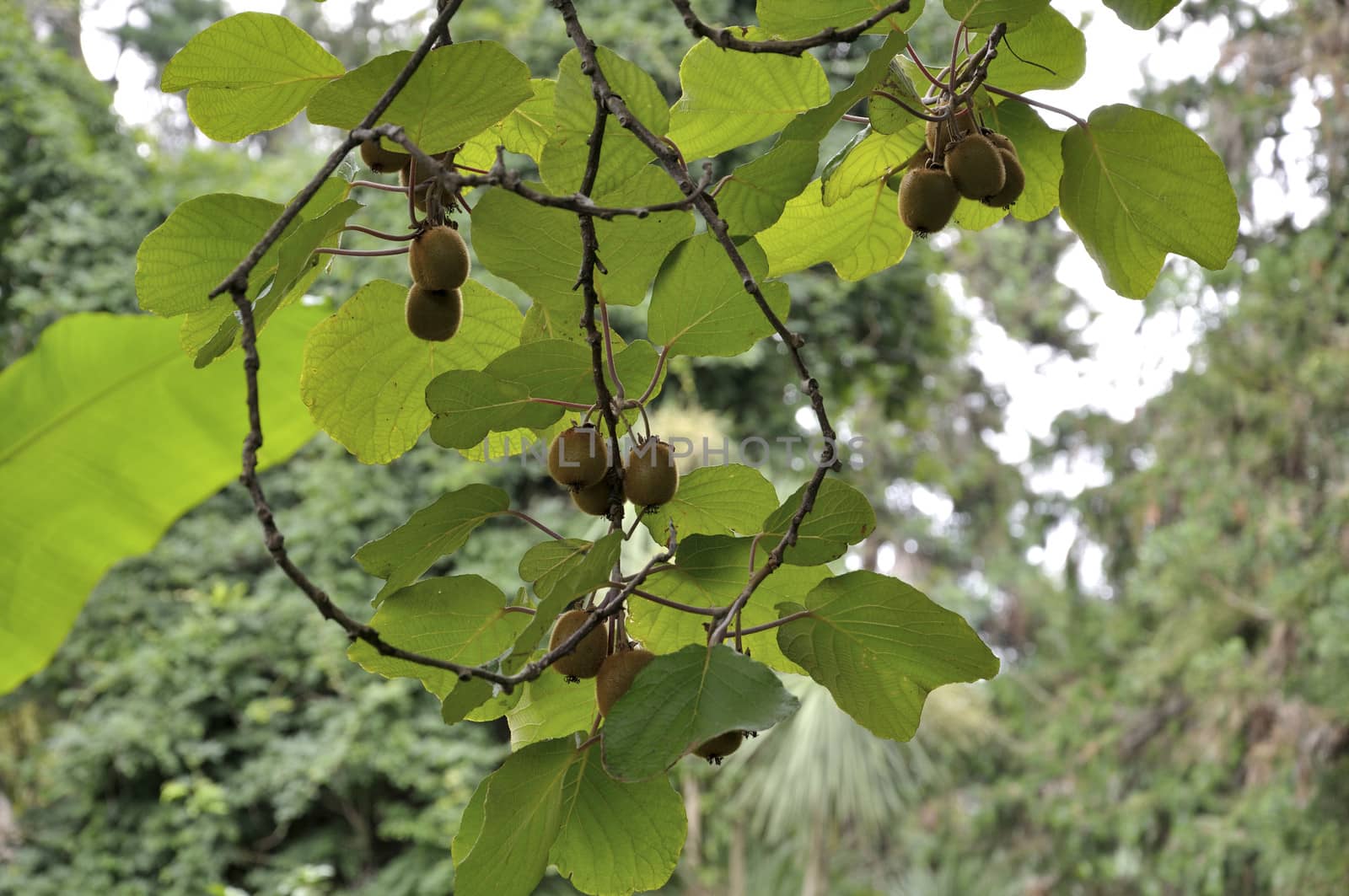 Actinidia fruit on the liana
