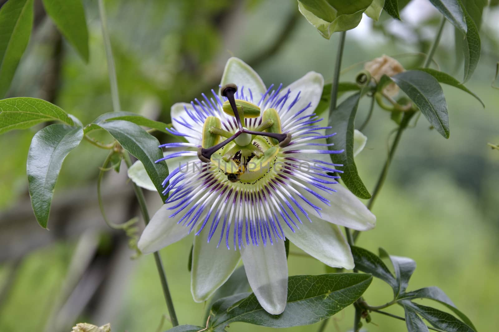 one flower Passiflora on a green background