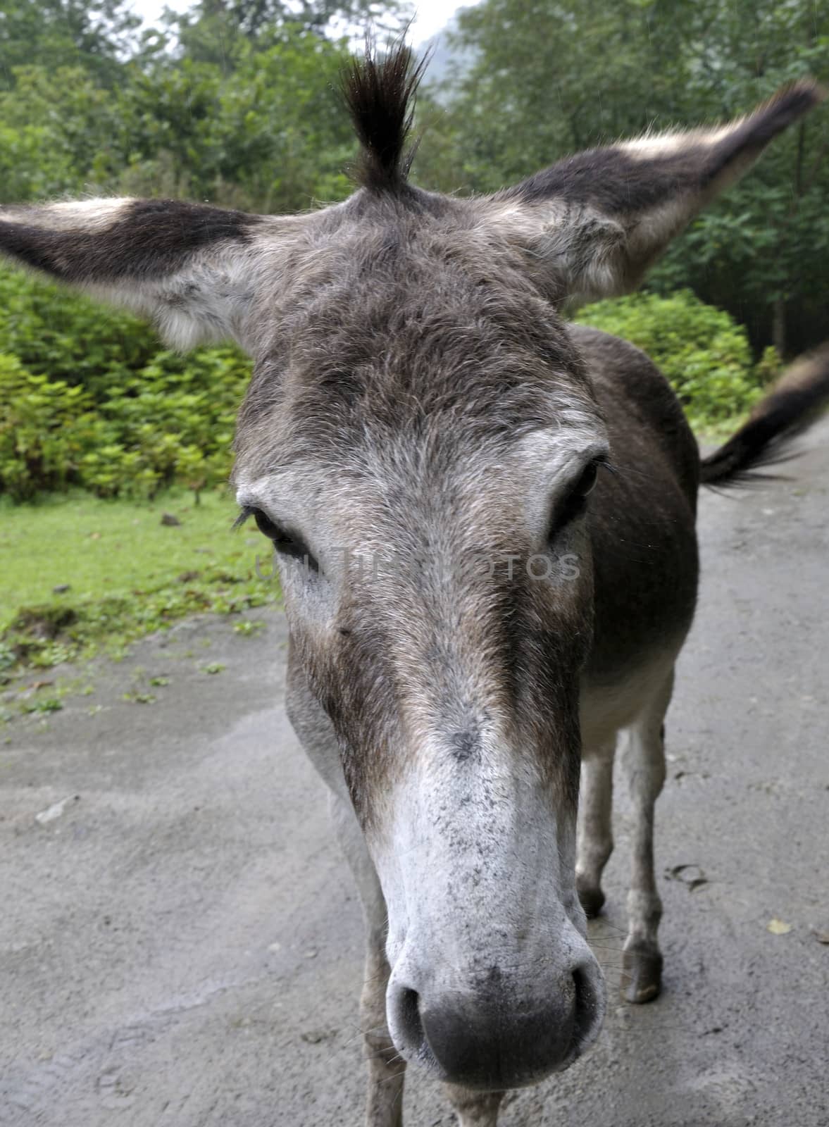 portrait of a donkey
