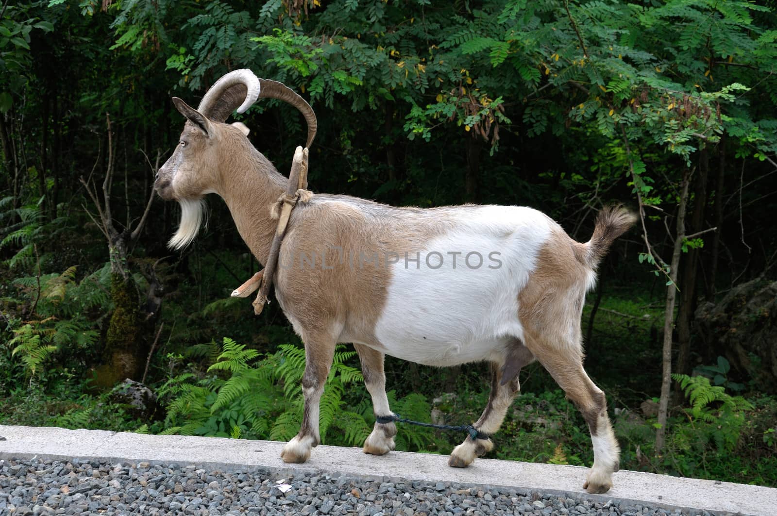 domestic goat by rusgri