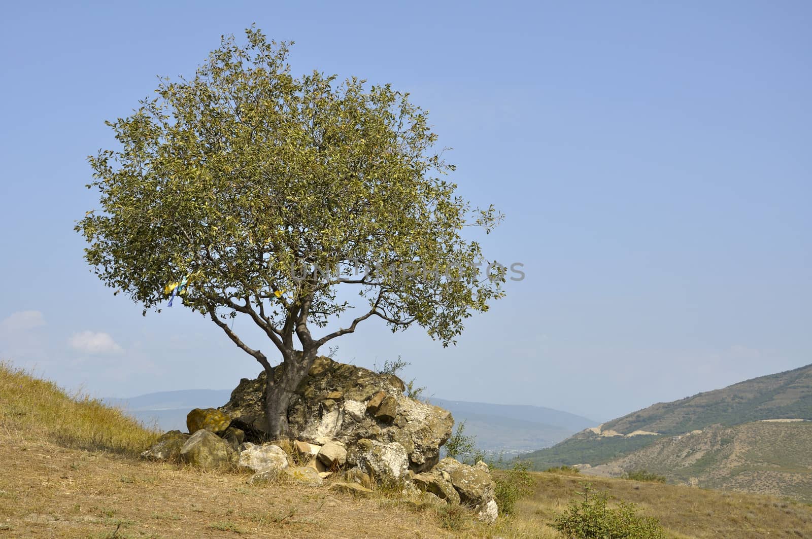 lonely tree on a background of mountains