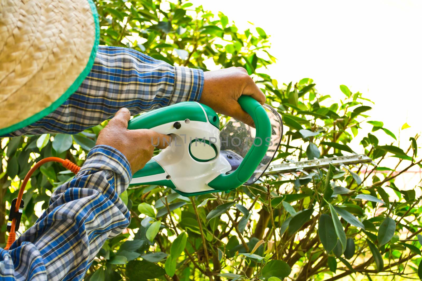 Gardener cutting a bush