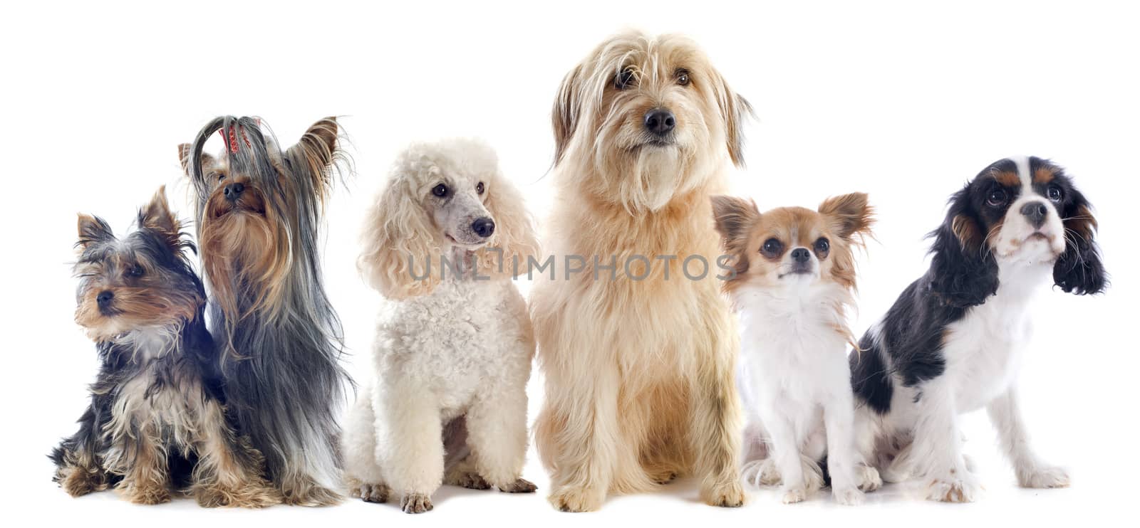 six little dogs in front of a white background