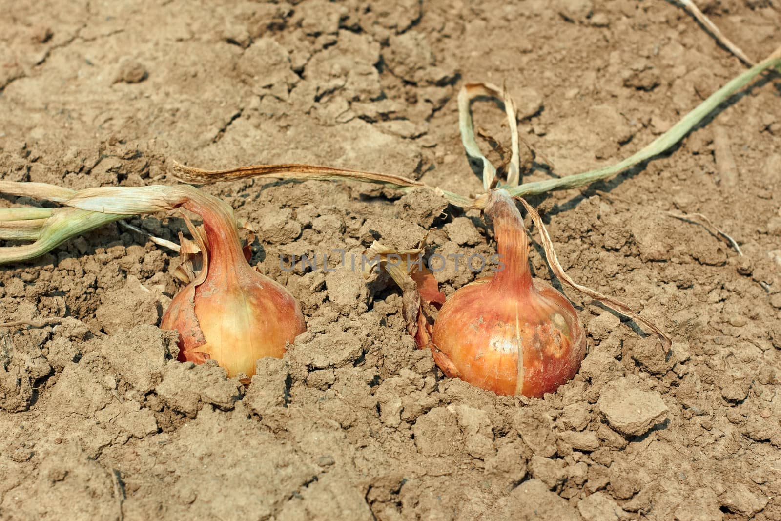Two onions in the soil by qiiip
