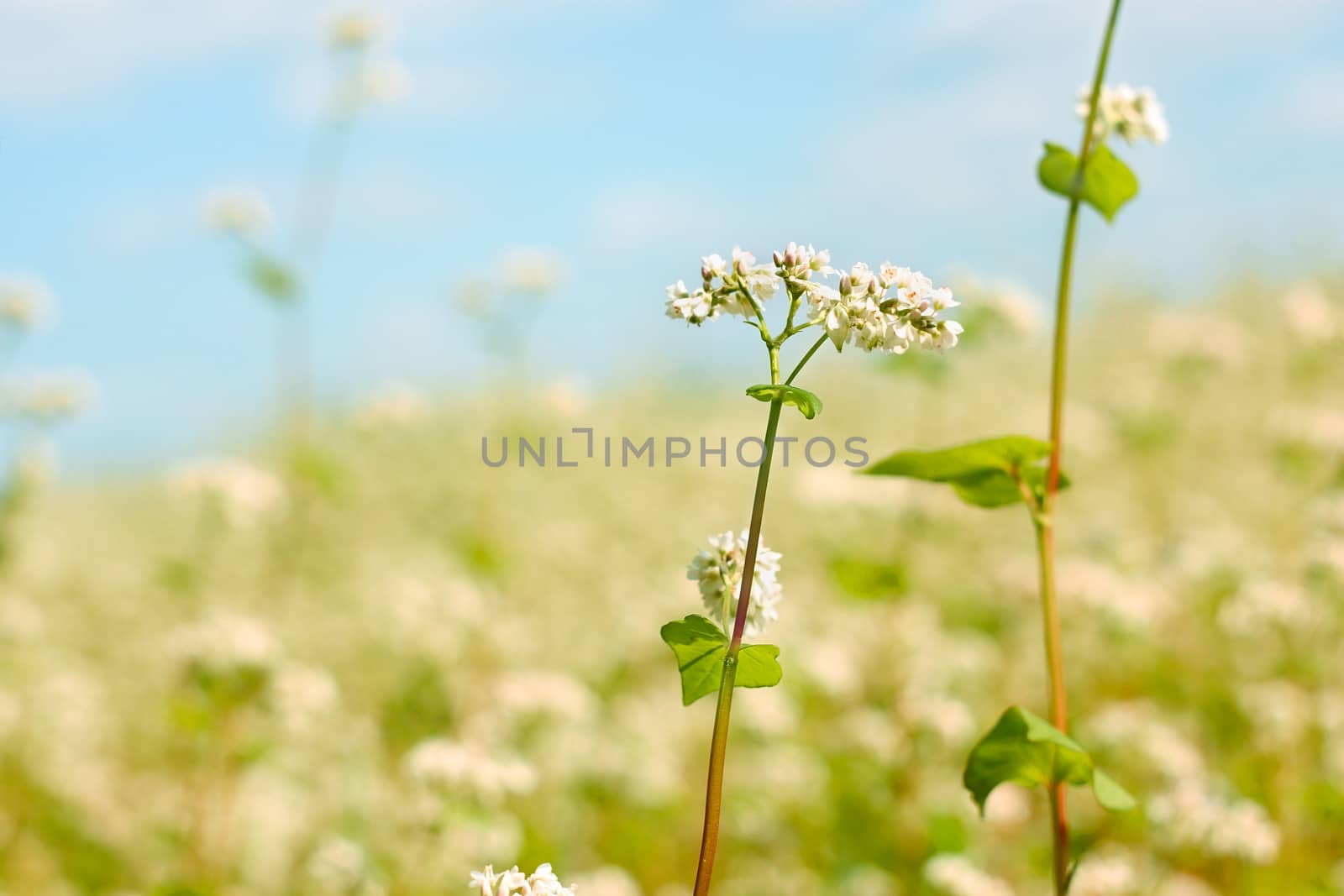 Buckwheat flower above flowering field in a fine summer day