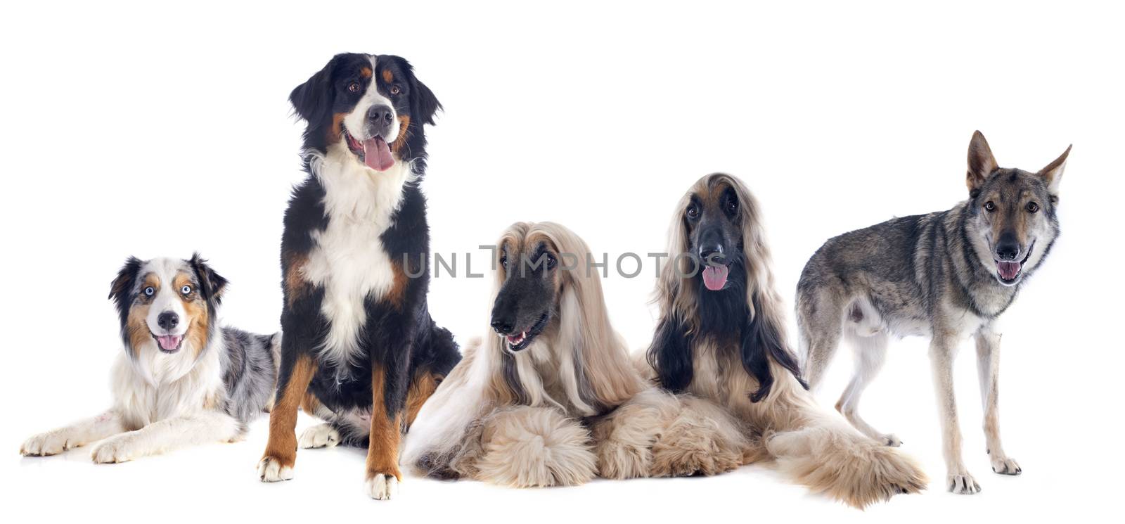 five large dogs in front of white background