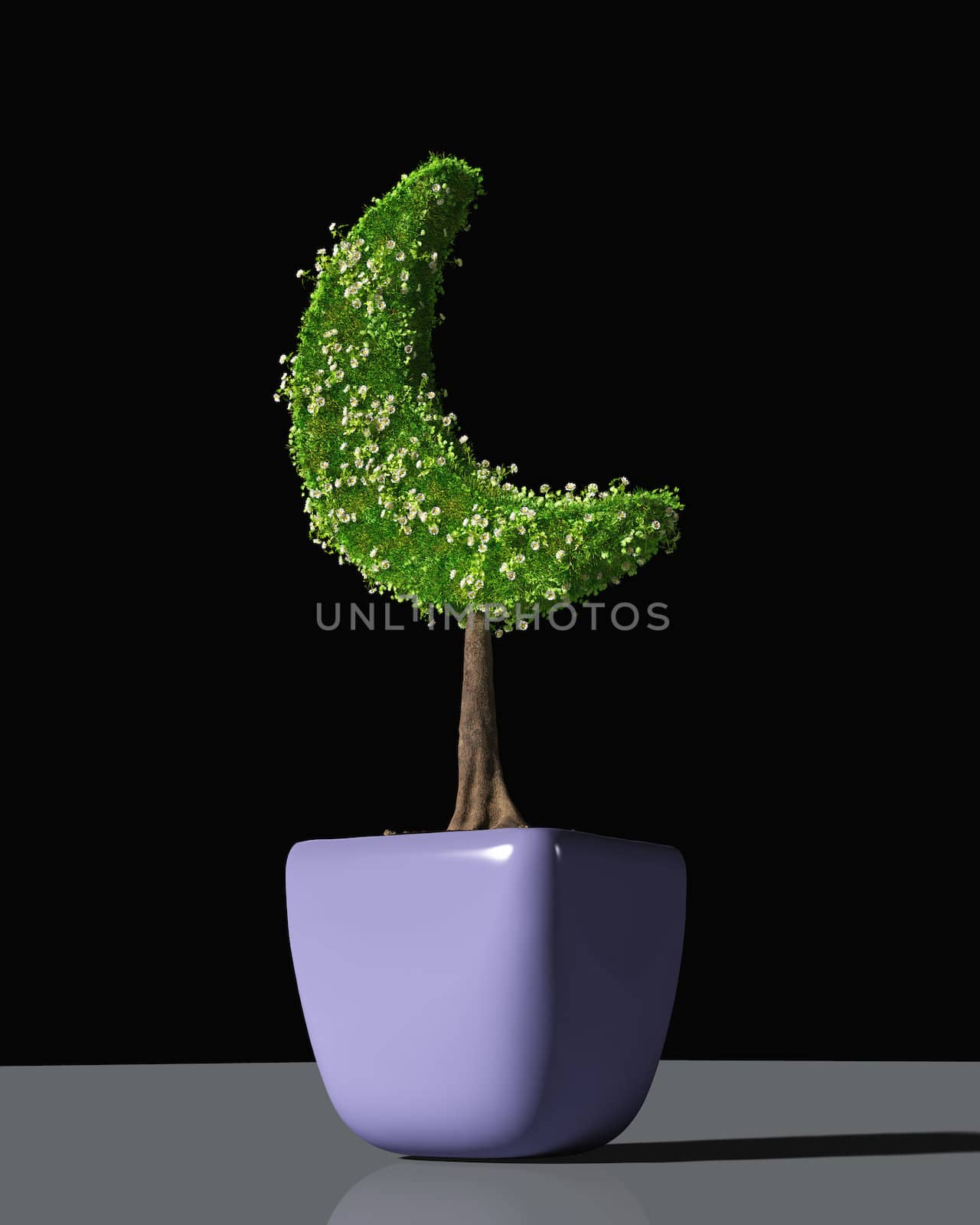 a plant shaped like a crescent moon by TaiChesco