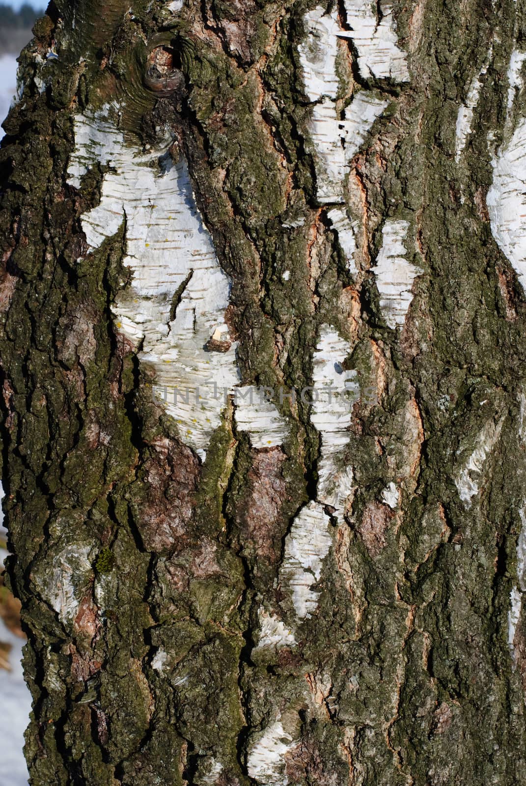 tree skin detail