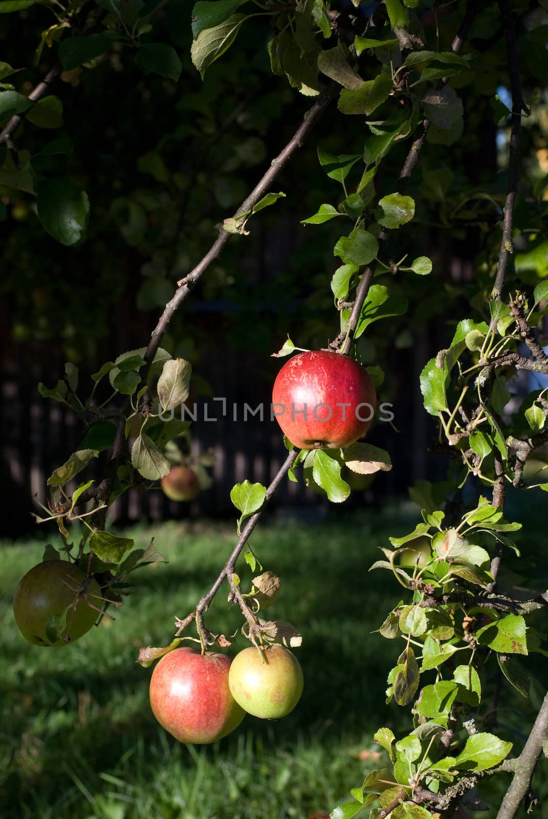 apple tree by sarkao
