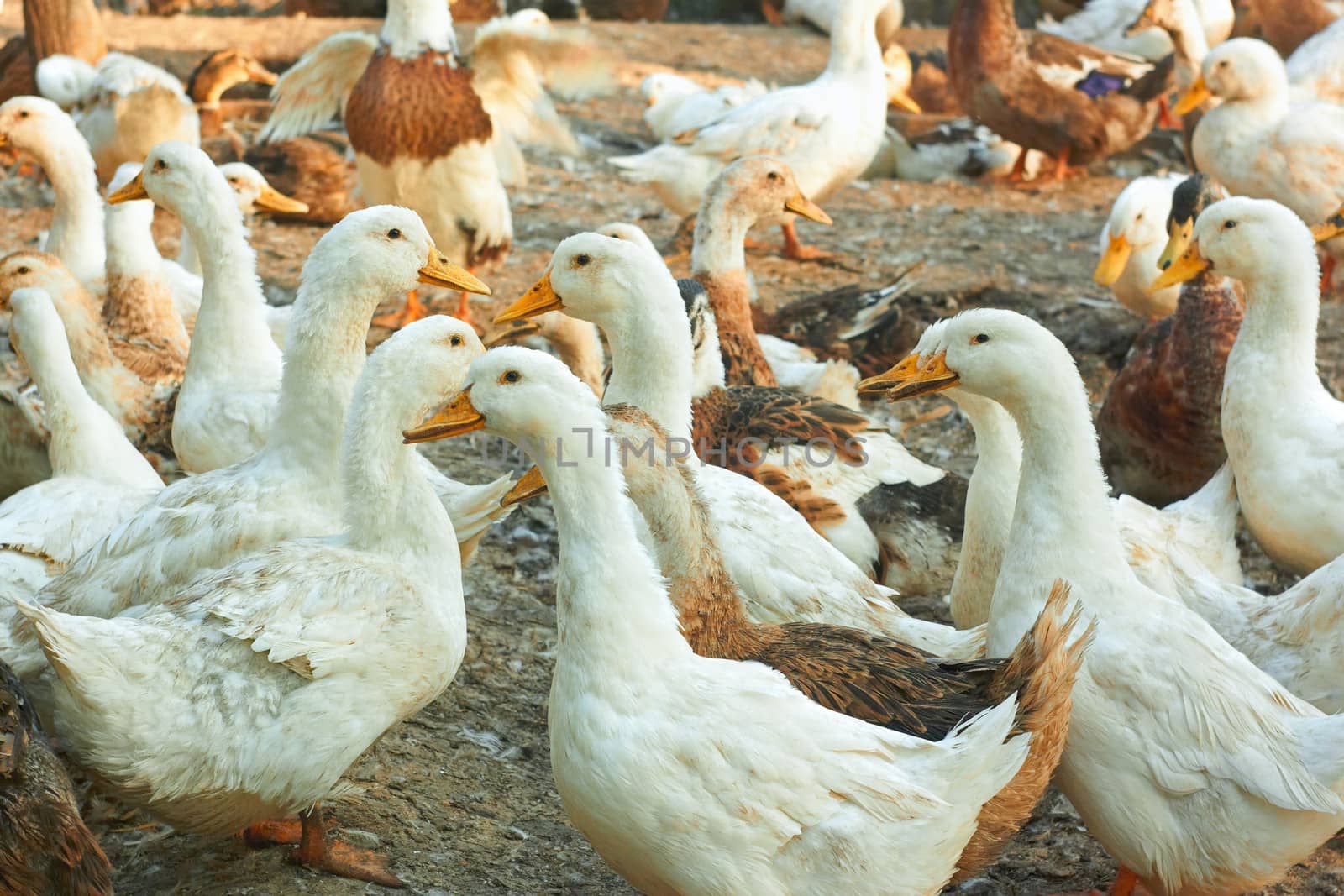 Ducks in the poultry yard by qiiip