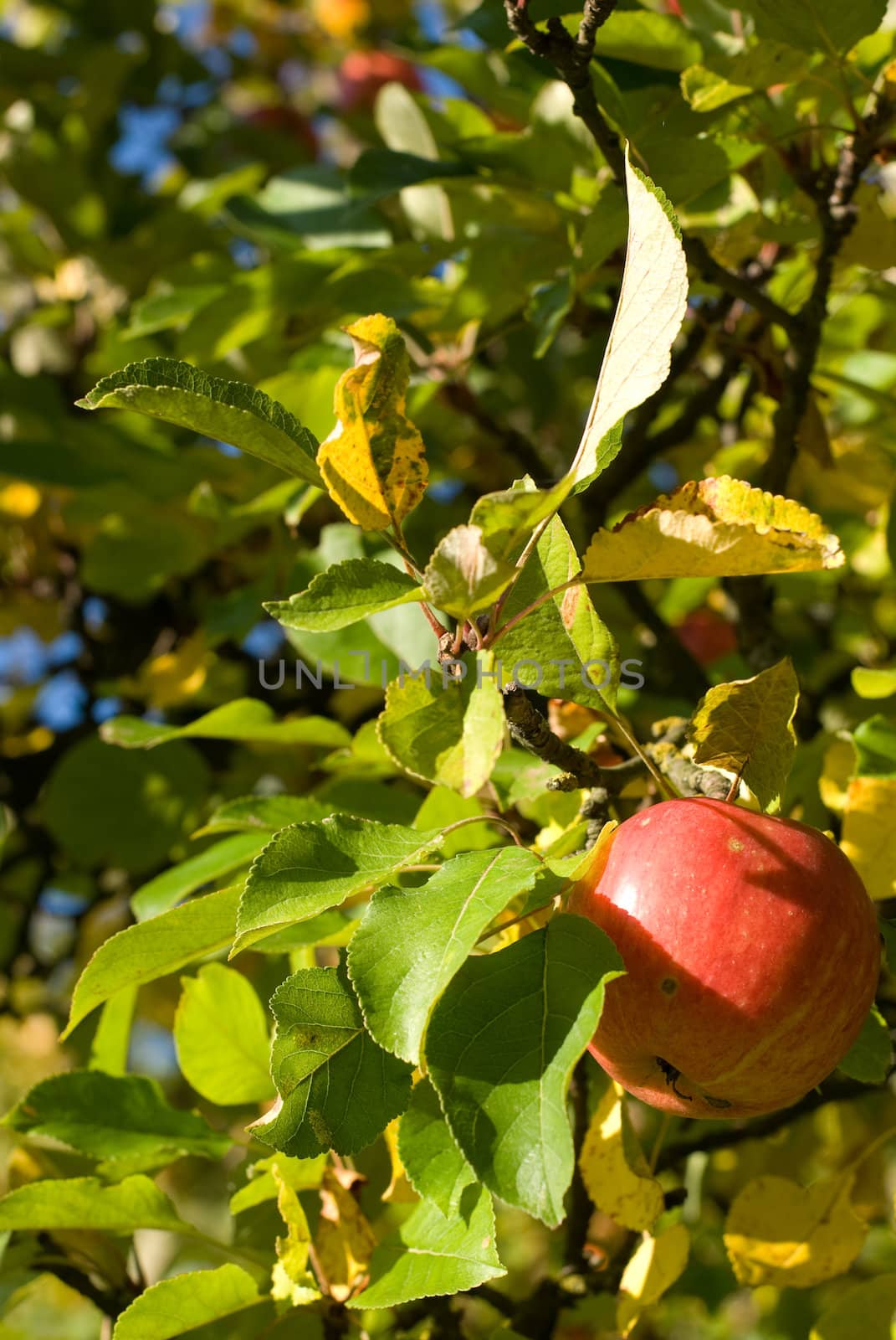 apple tree