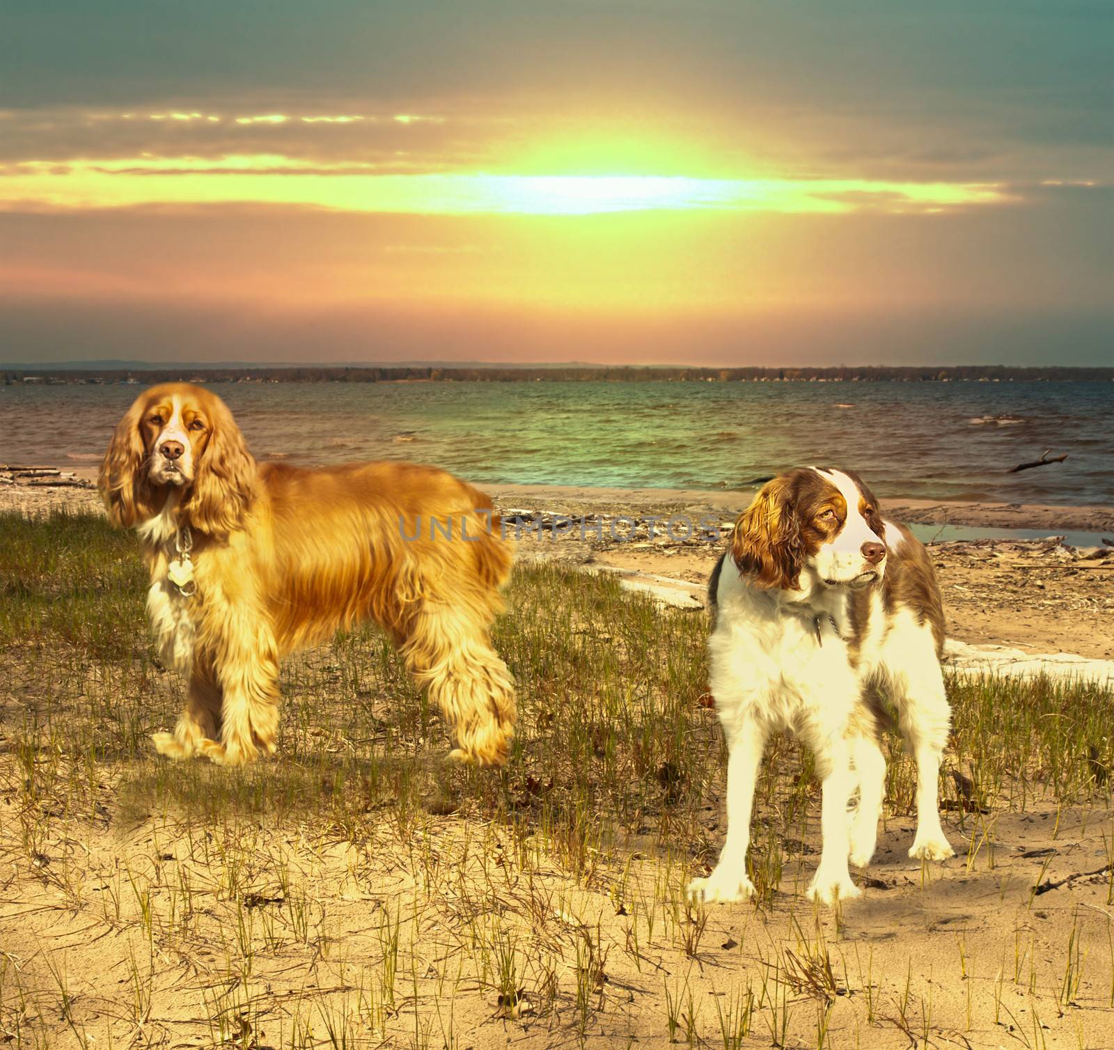 two dogs on a beach at sunset