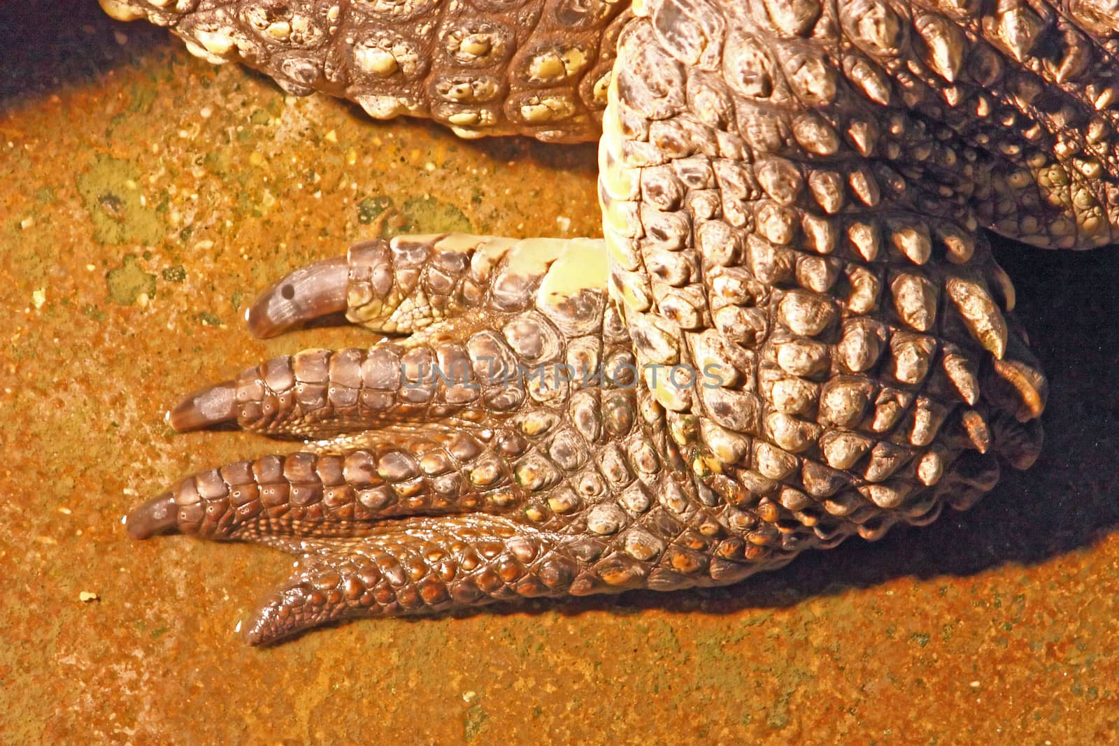 Leg of the Nile crocodile