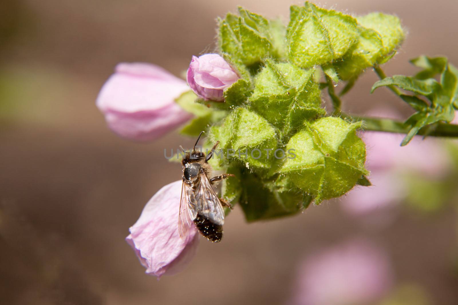 bee with pollen on buds of pink flower