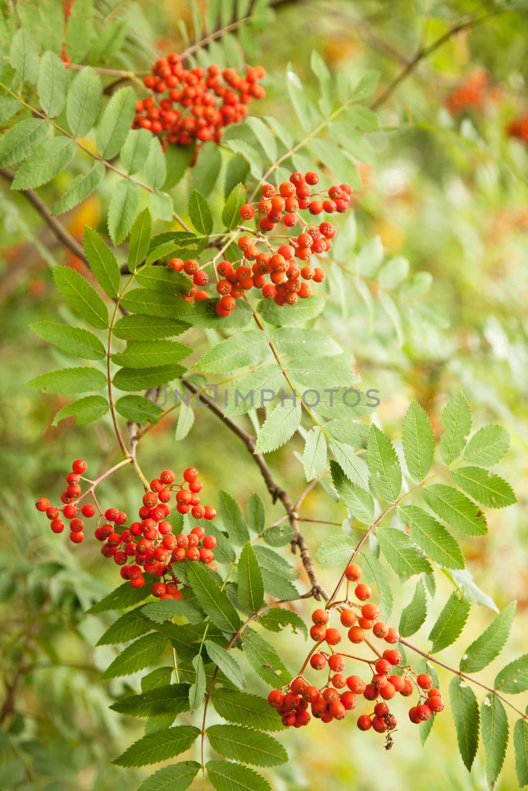 rowan berries hanging from tree by ahavelaar