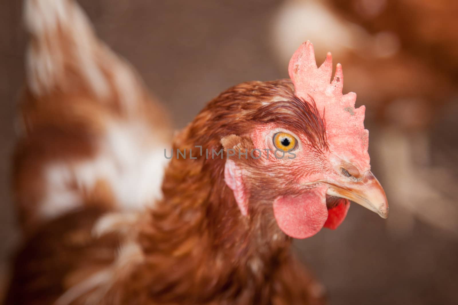 head of a brown chicken looking at us