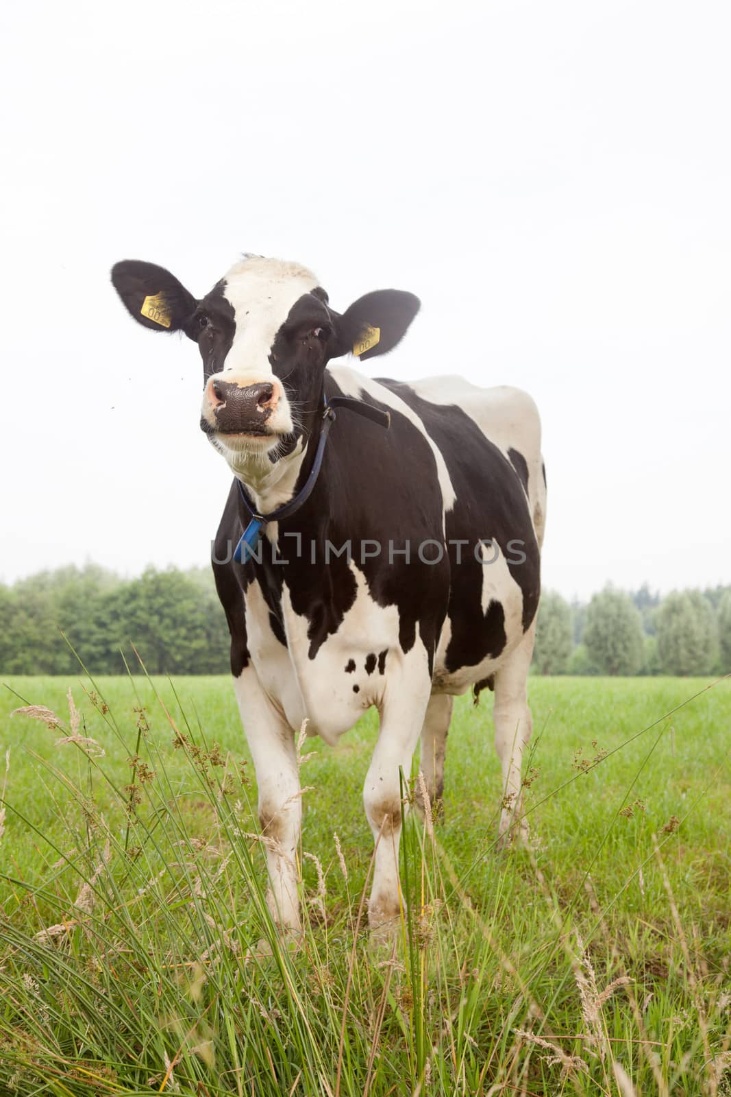 black and white cow standing in green meadow