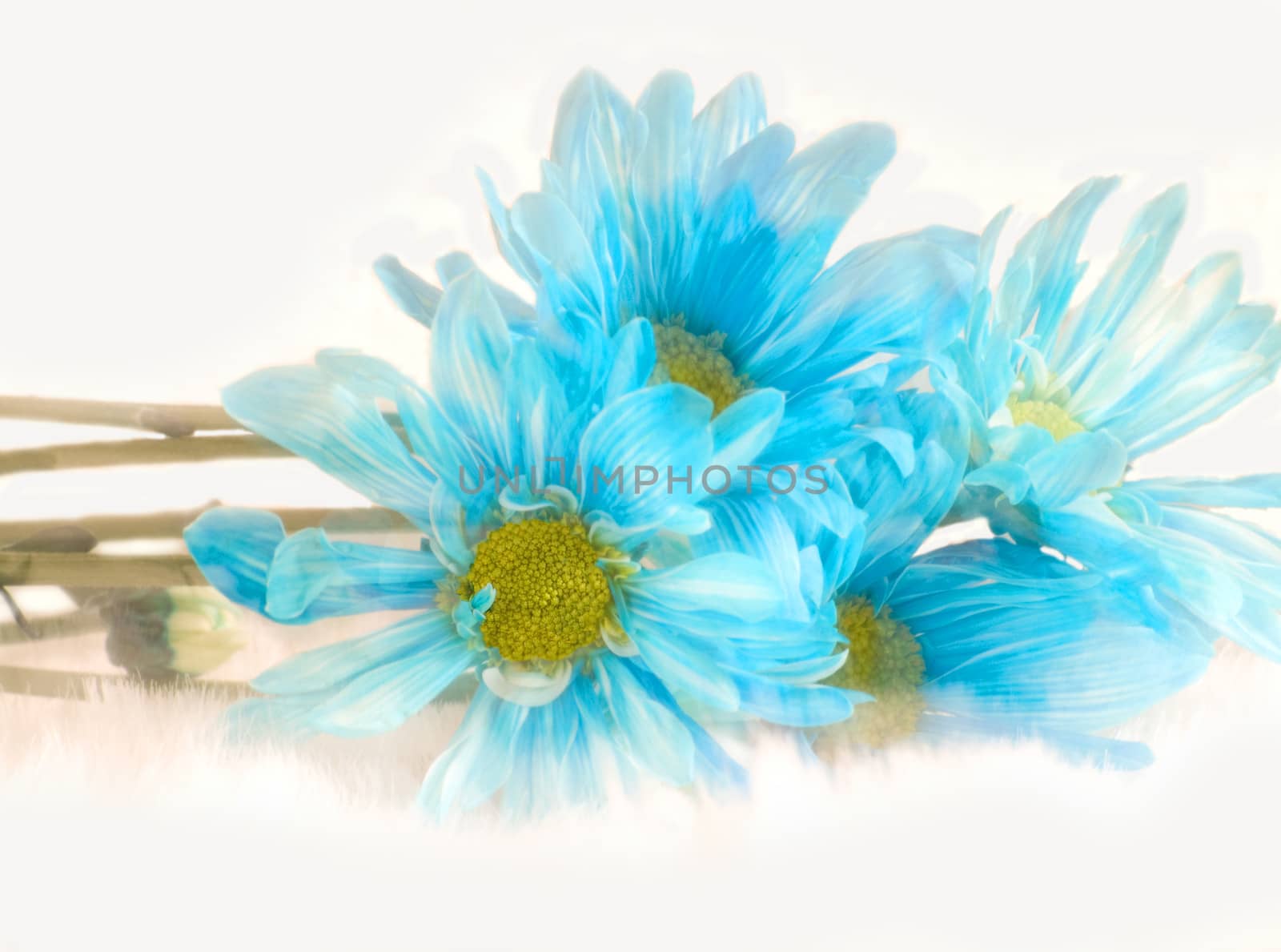 blue daisies soft-focus abstract