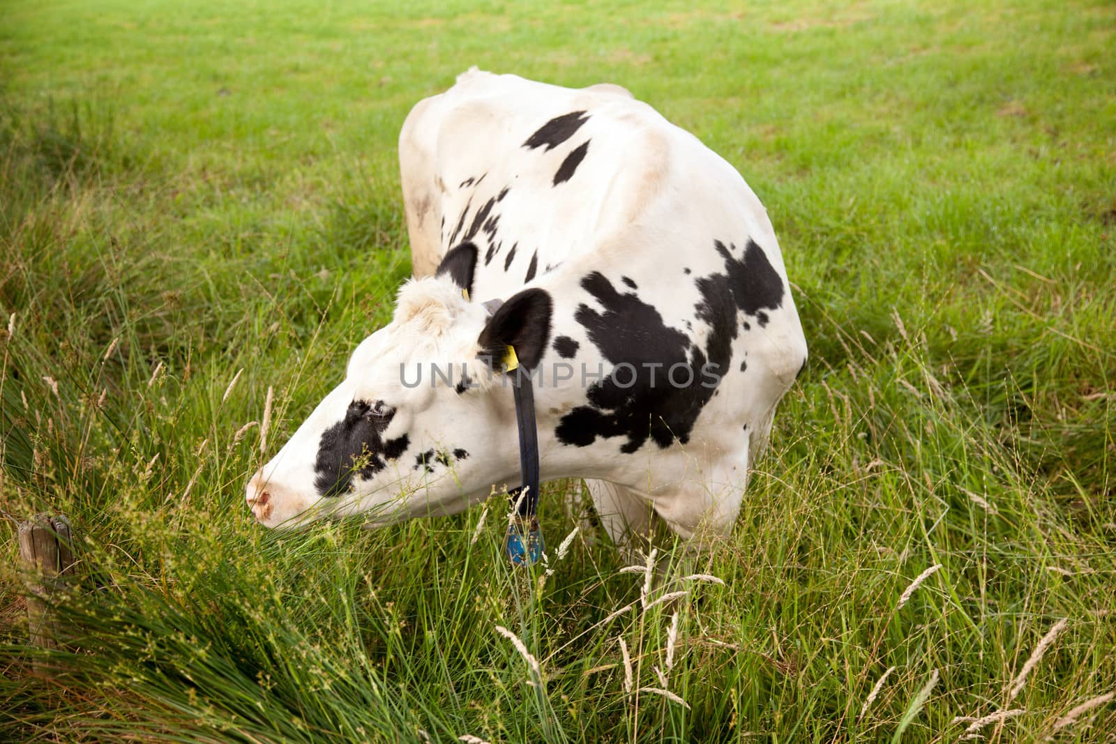 white cow with black spots grazing in ditch