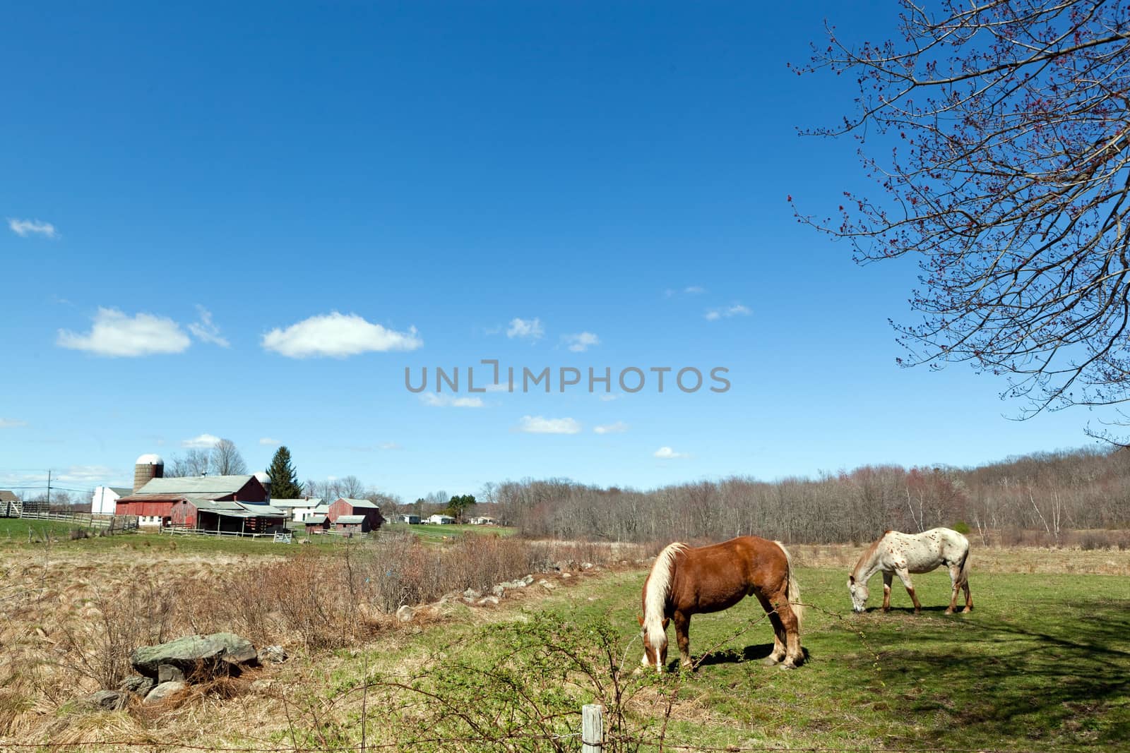 Two beautiful horses grazing in a field during early Spring time.