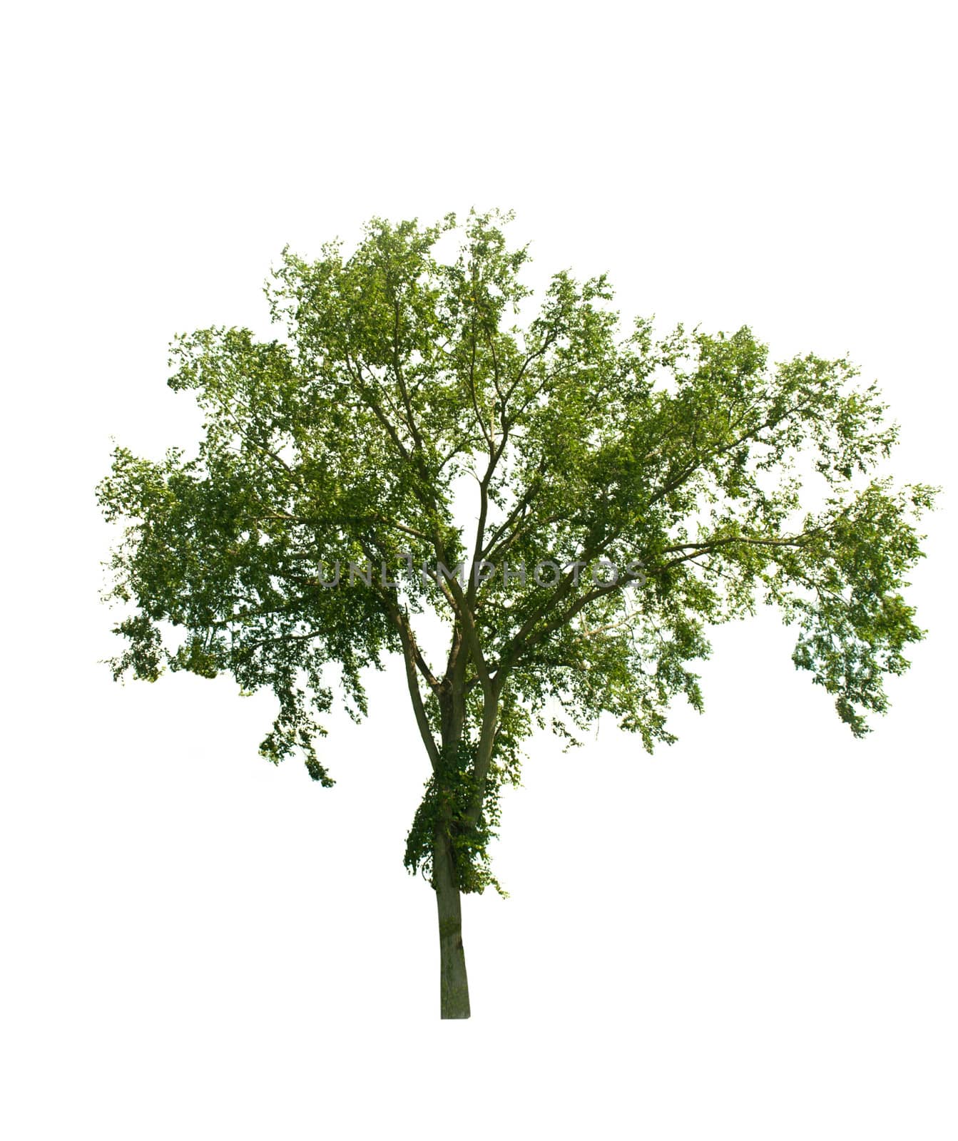 tree isolated on white by debramillet