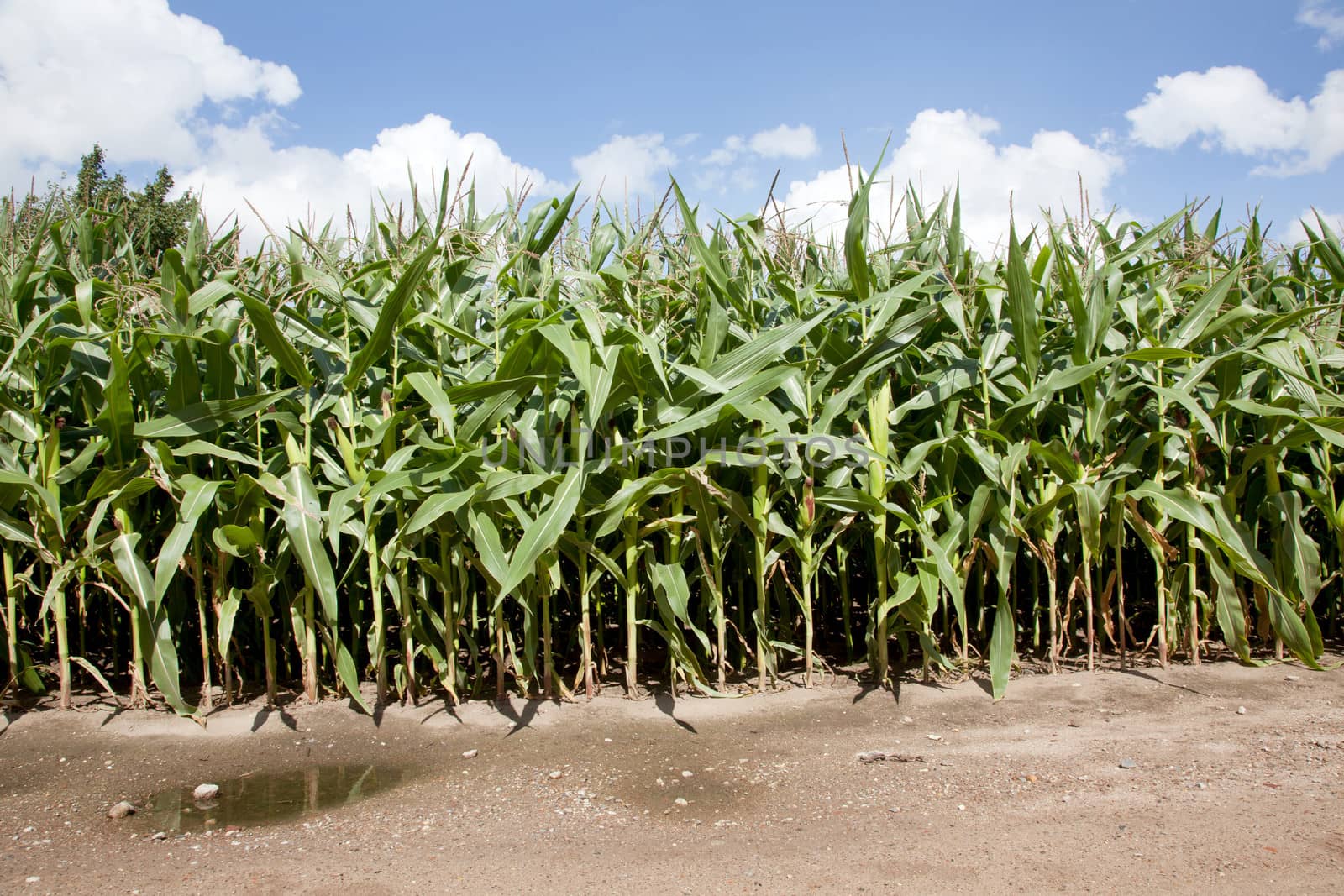 cornfield in late summer in the netherlands