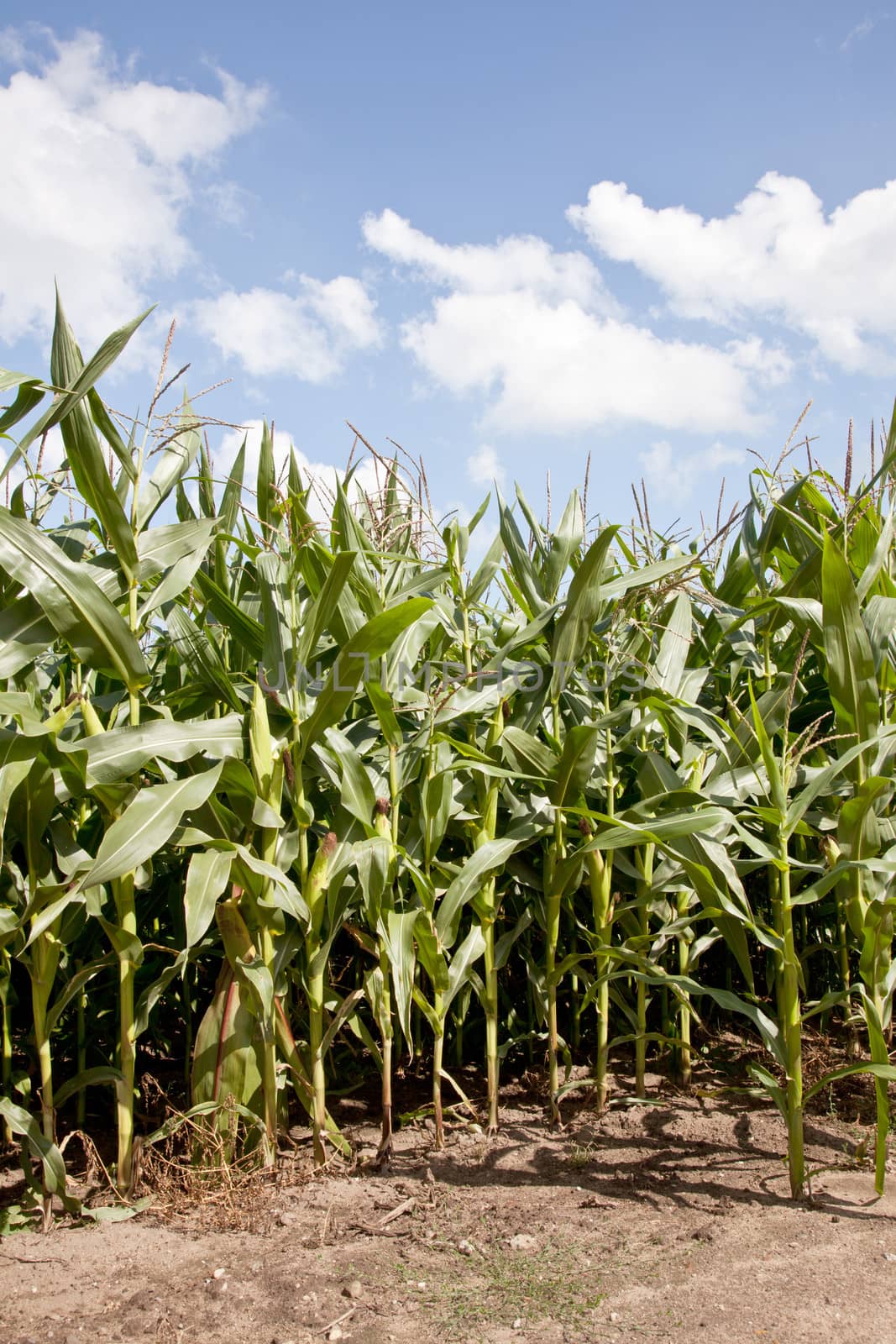 corn on a field in the netherlands by ahavelaar