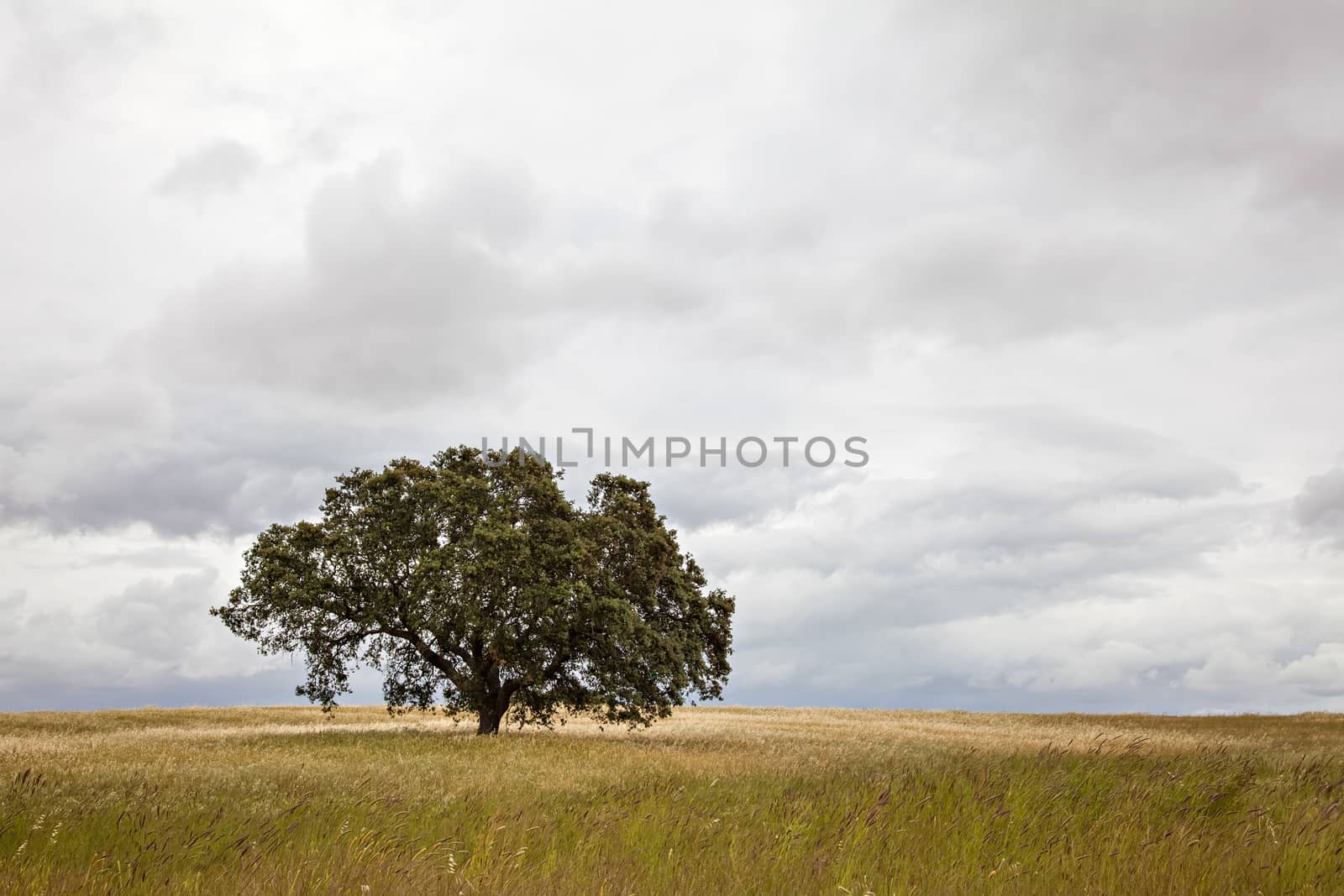 Lonely tree on farm field with cloudy sky.