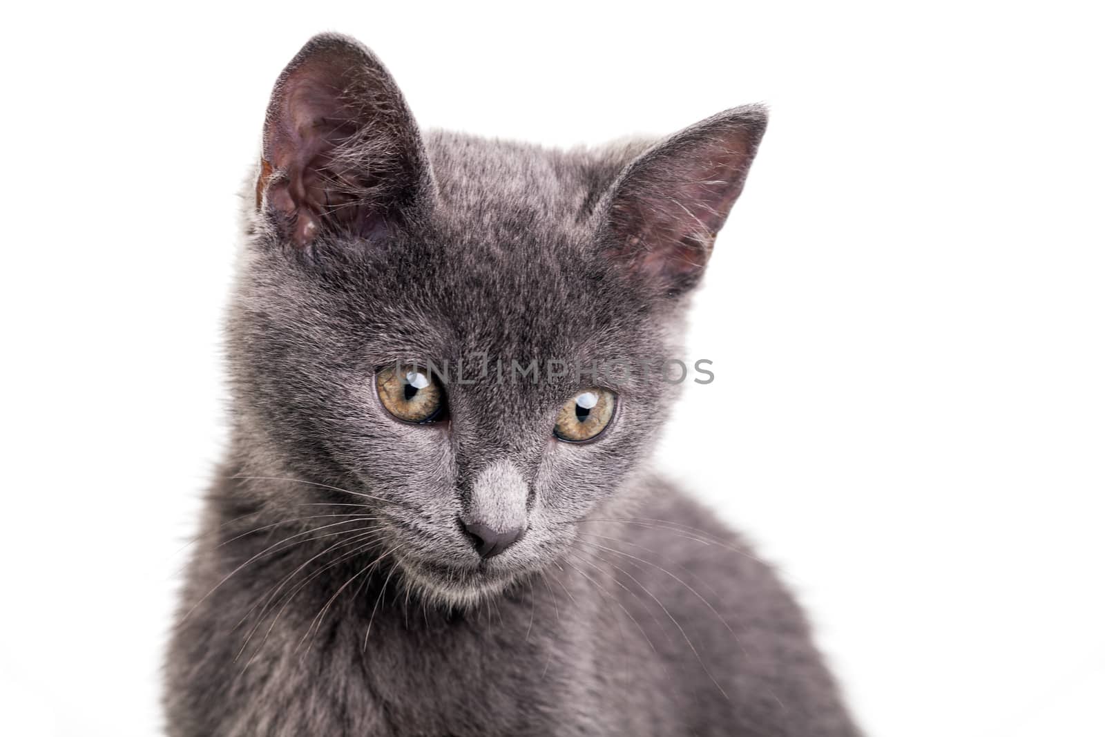 Chatreaux kitten portrait. Studio shot. Isolated on white background.