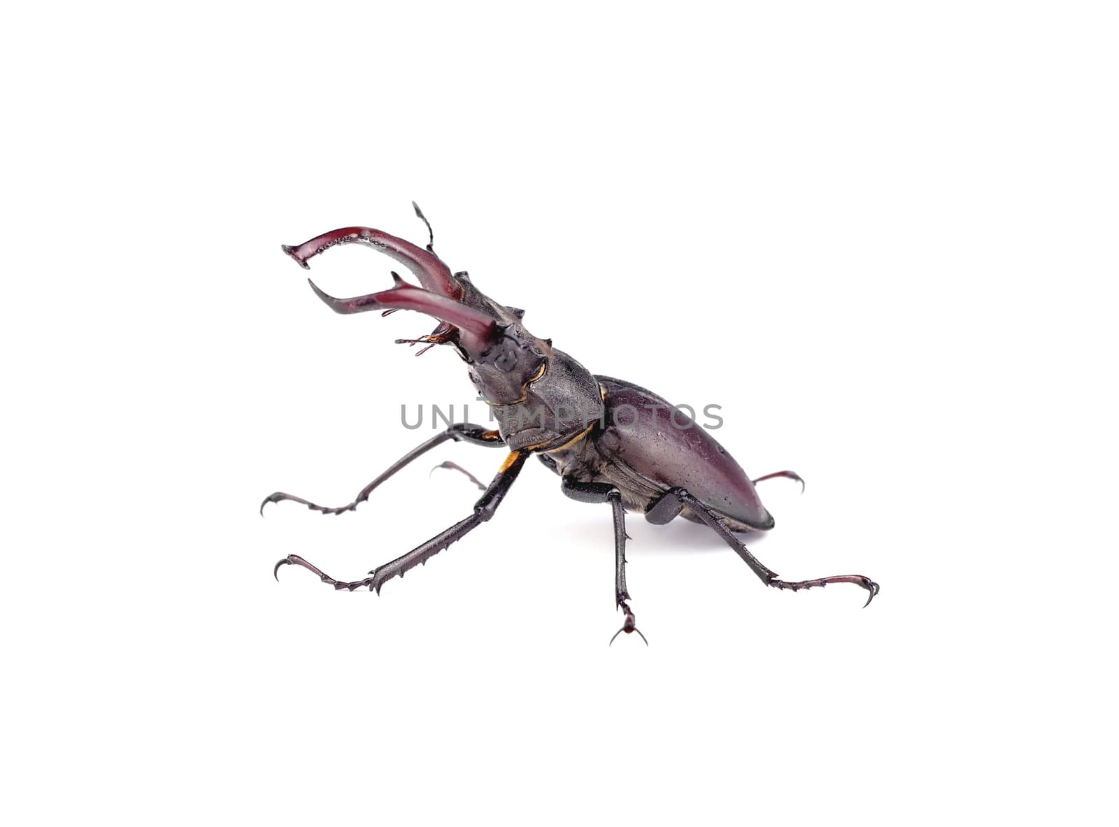 Side view of a stag beetle in a combat pose, isolated on white background