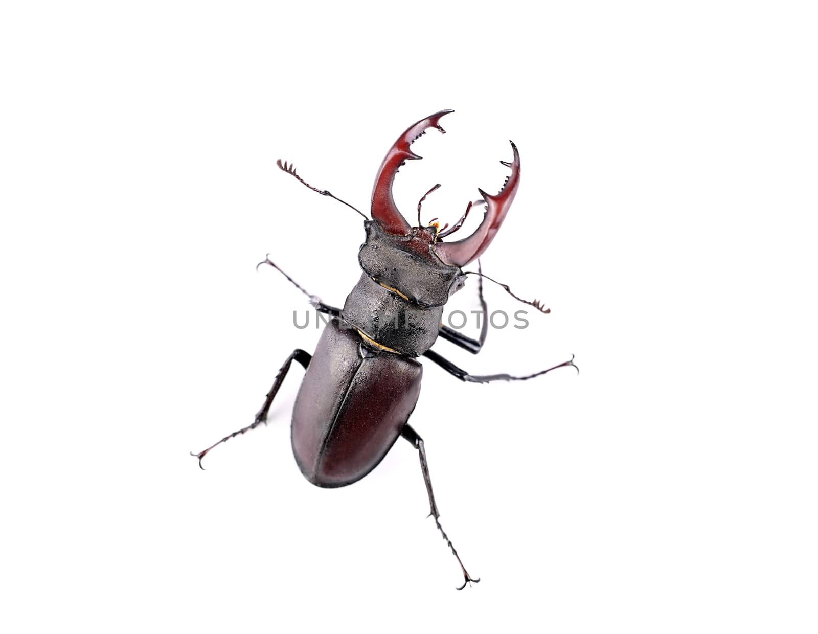 Top view of stag beetle, isolated on a white background, close-up