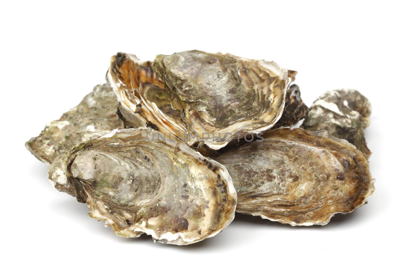 Oysters on white by Yellowj