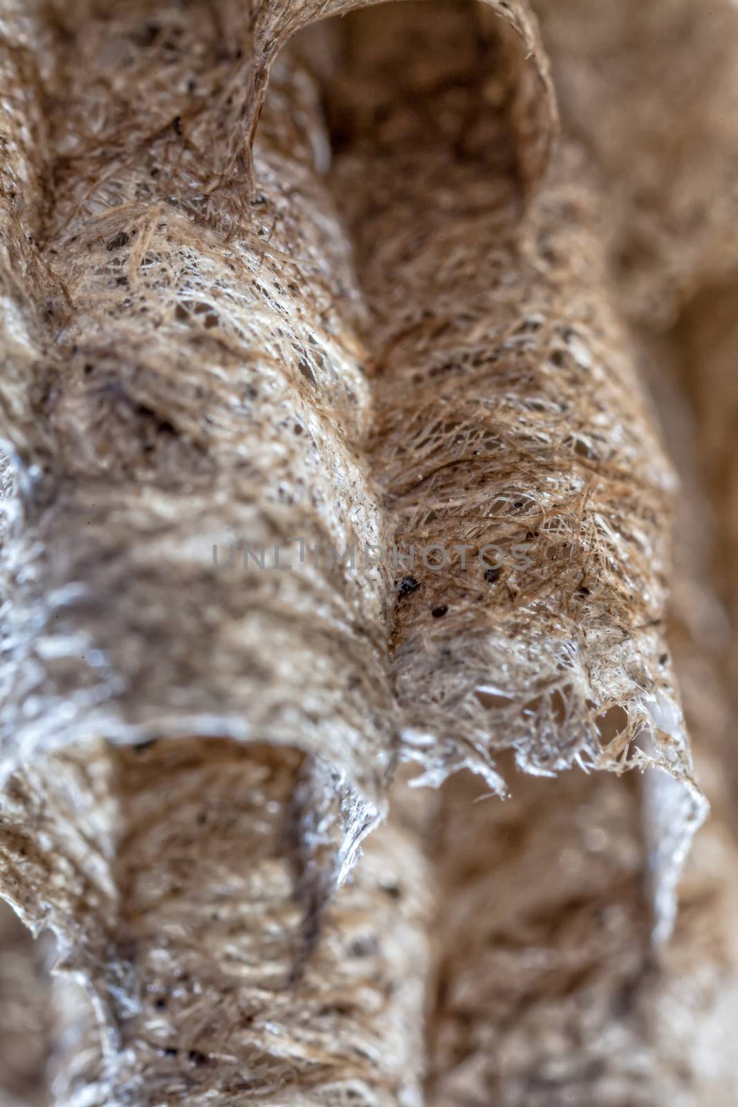 Paper Wasp Nest by PhotoWorks