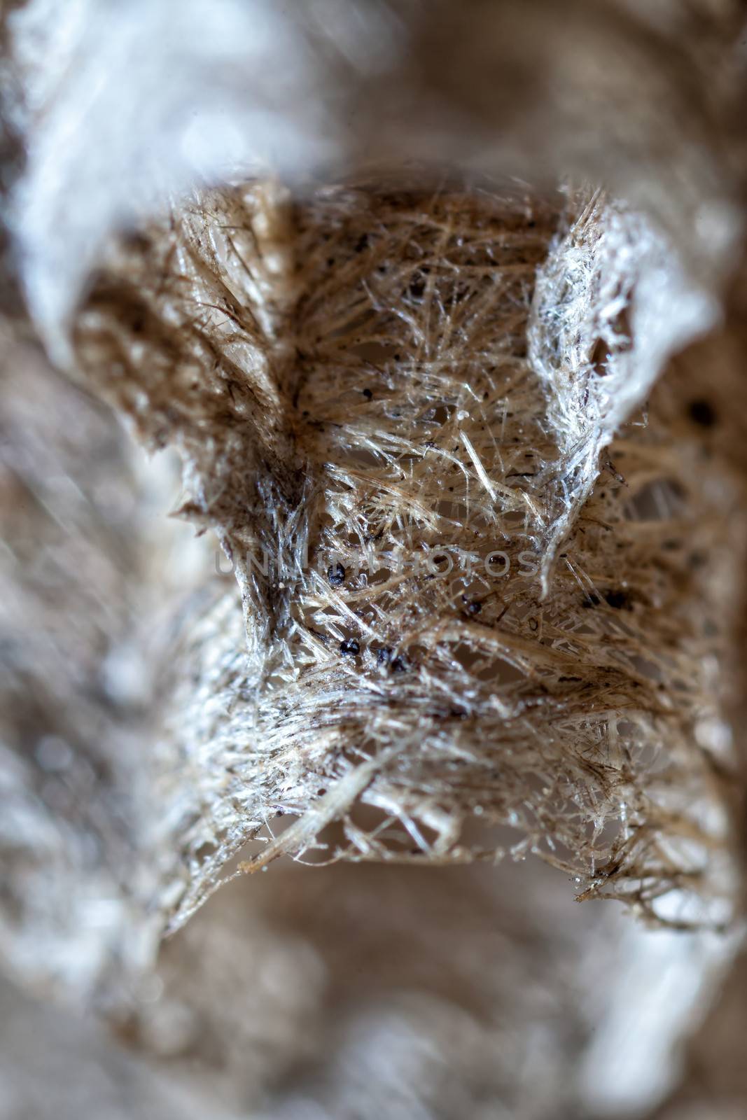 4 times lifesize detail shot of a new nest belonging to a young Paper Wasp Queen, constructed by mixing pieces of stem and leaves with saliva.