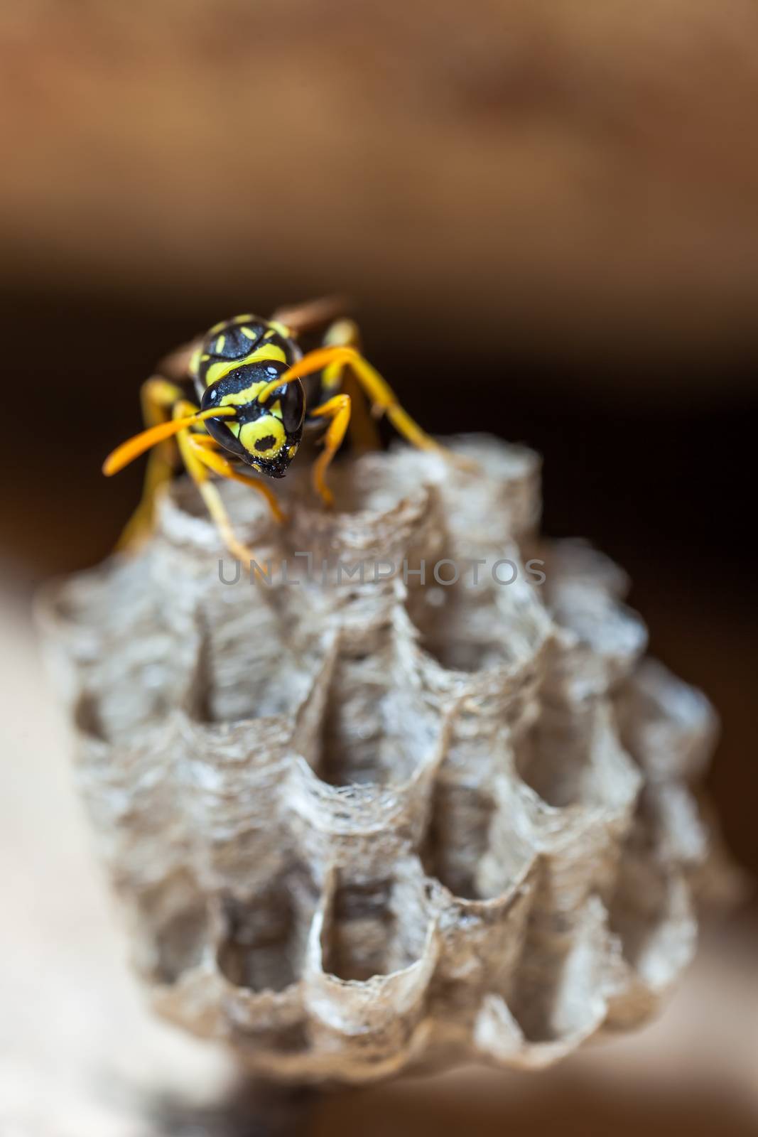 A young Paper Wasp Queen builds a nest to start a new colony.