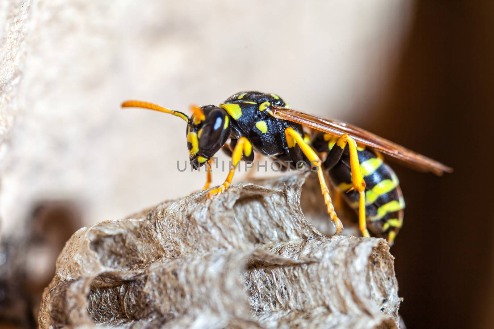 Paper Wasp Queen by PhotoWorks