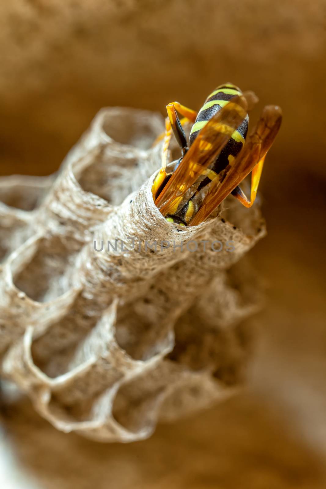 A young Paper Wasp Queen builds a nest to start a new colony.