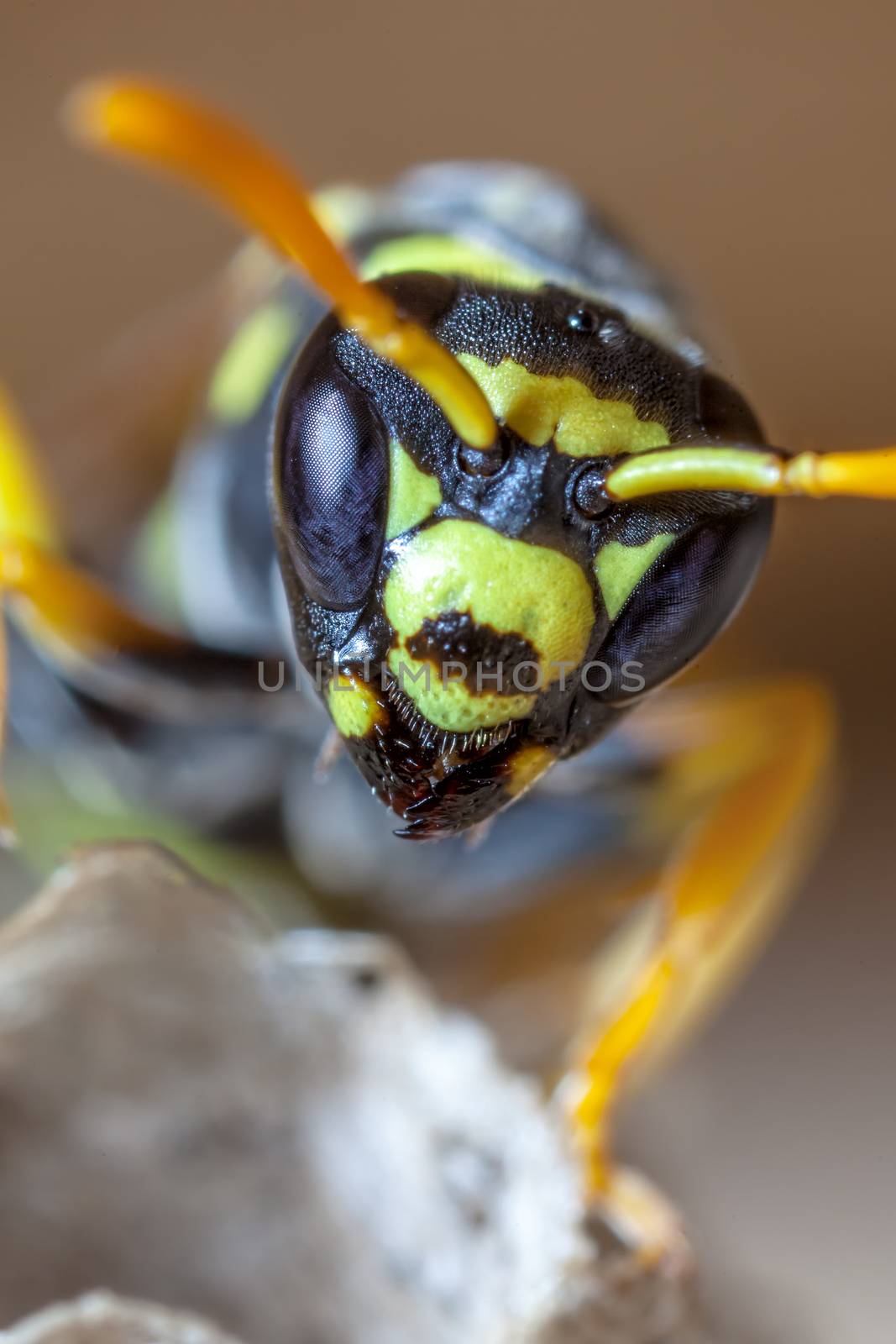 Portrait of a Queen by PhotoWorks